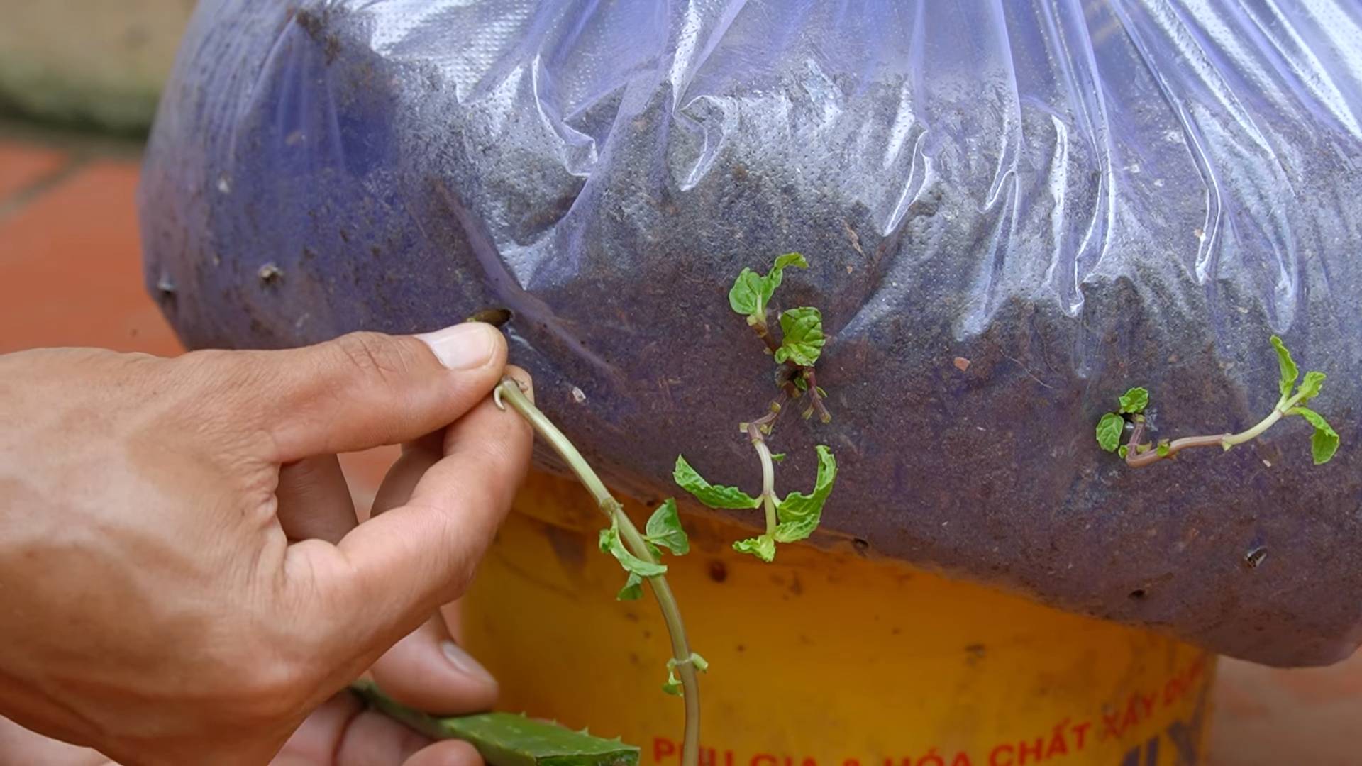 Home vegetable gardening