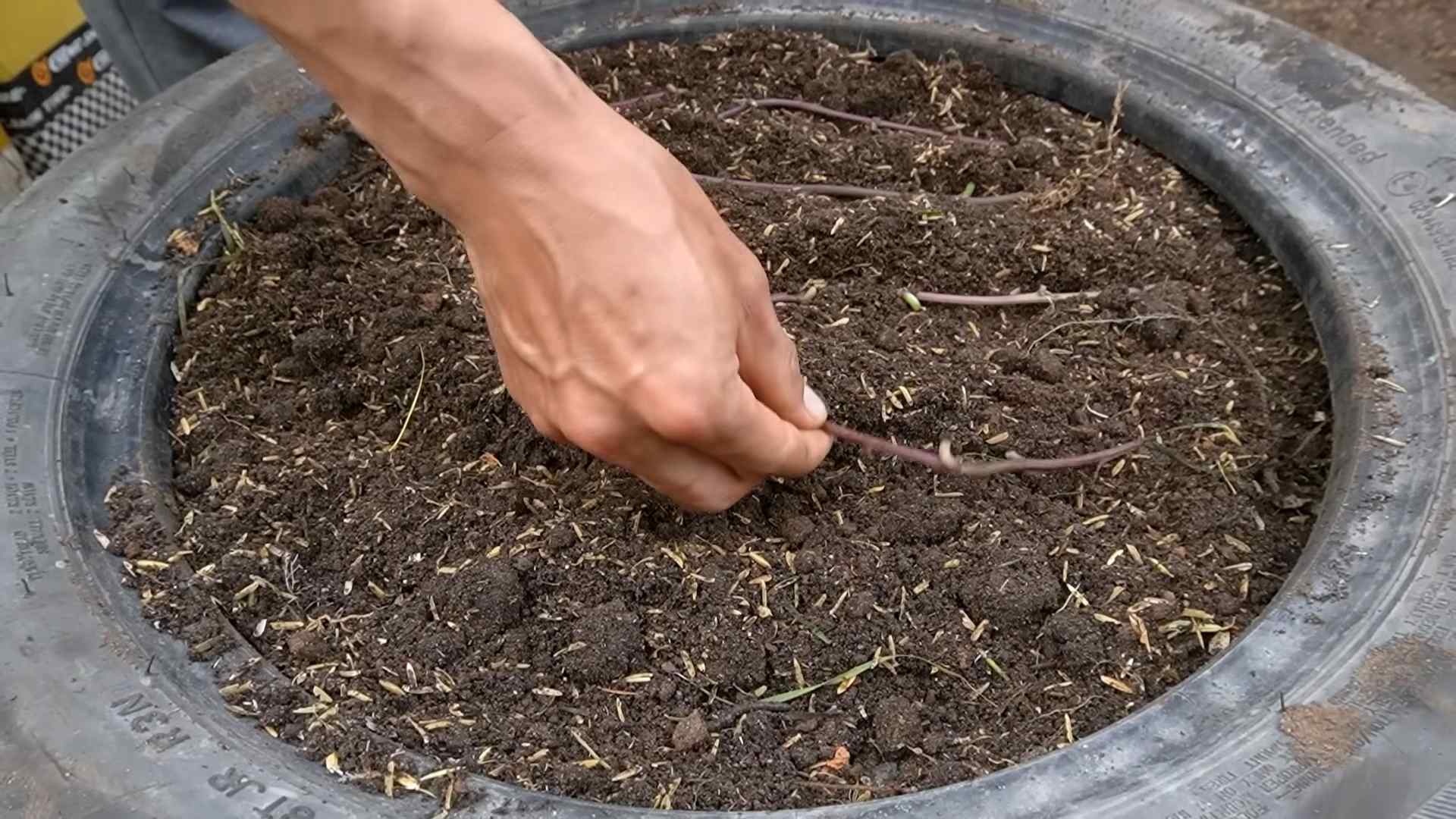 Sweet Potato Nonstop Harvest