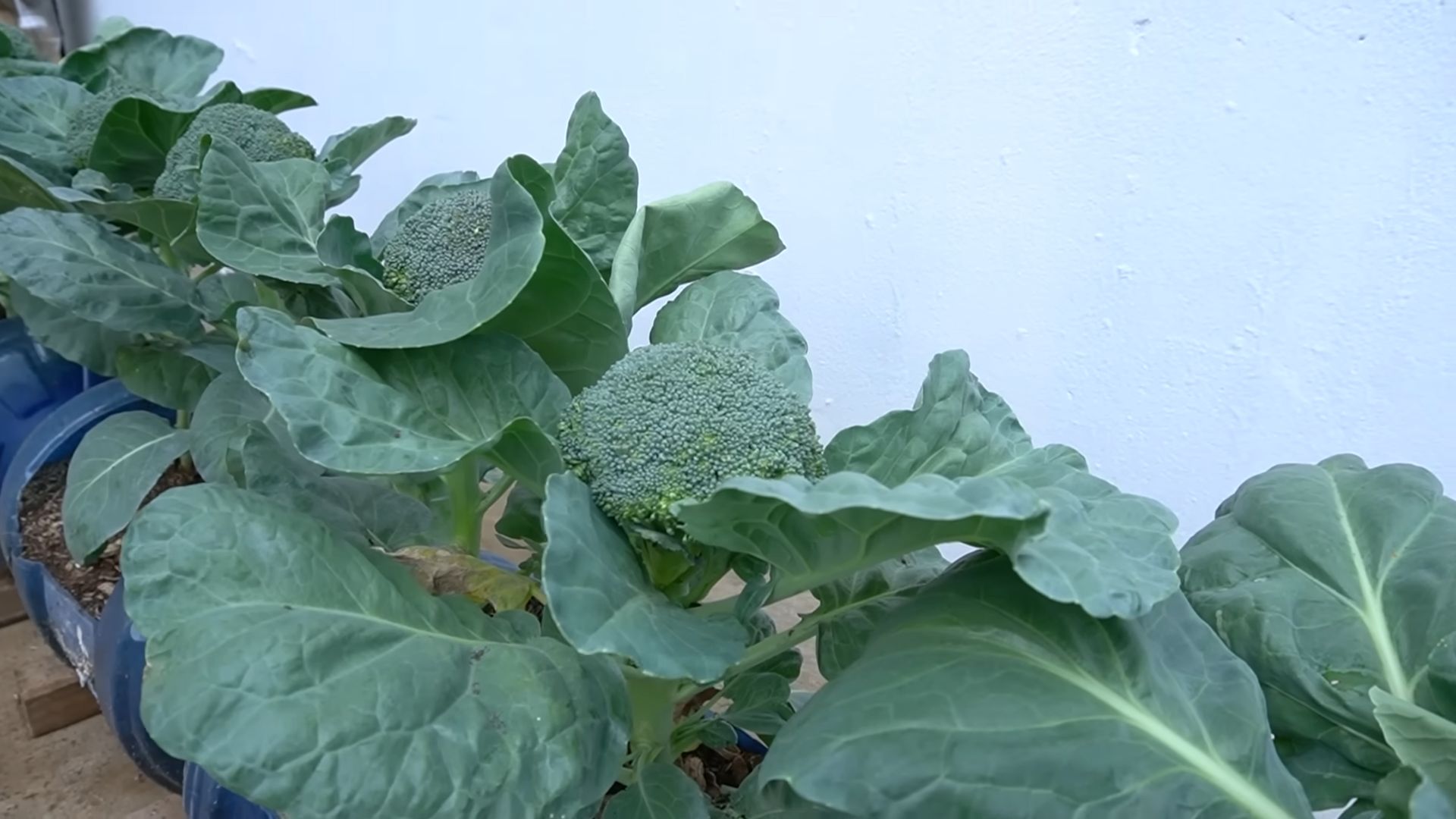 Growing Broccoli at Home