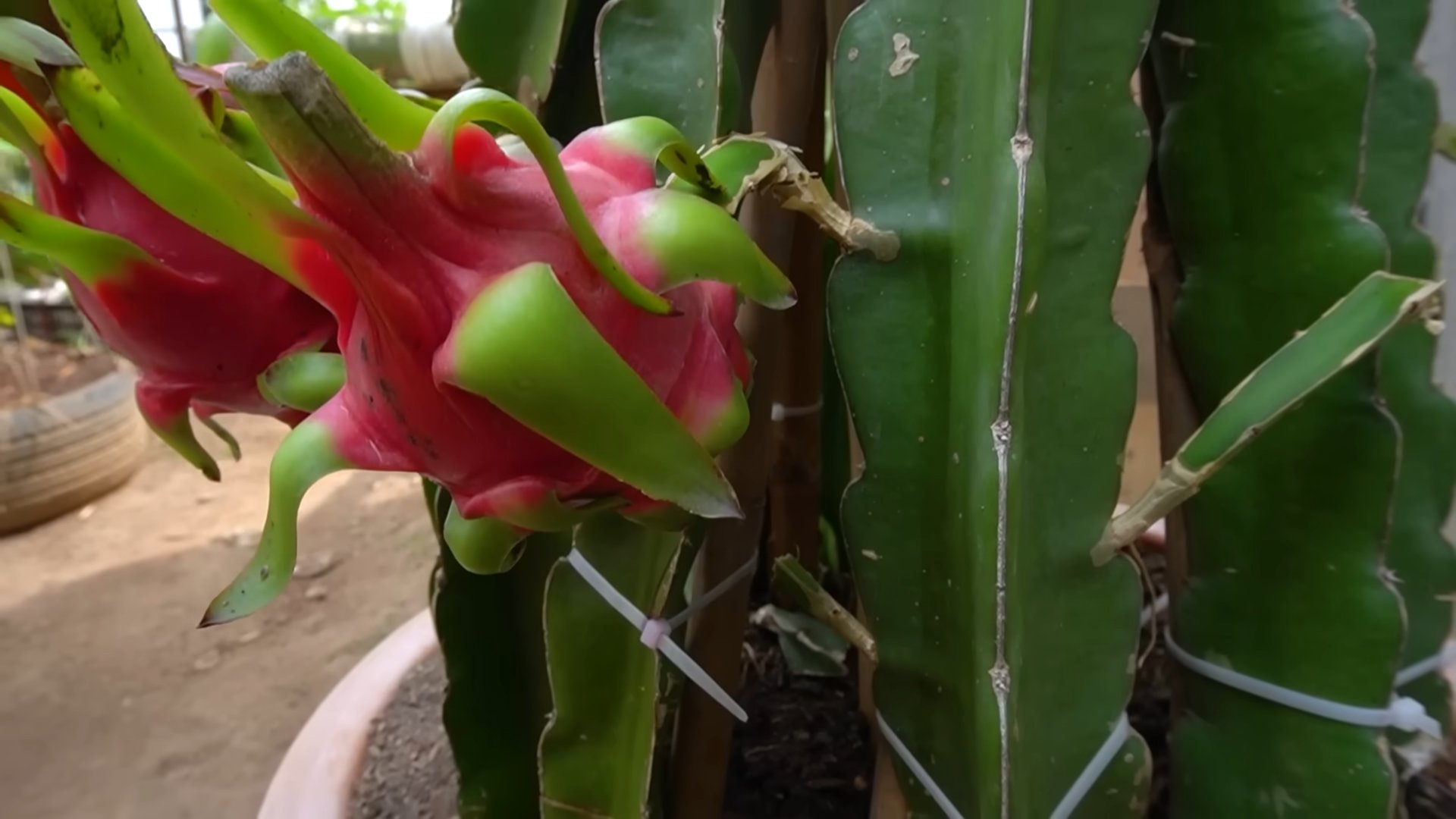 Grow Red Dragon Fruit