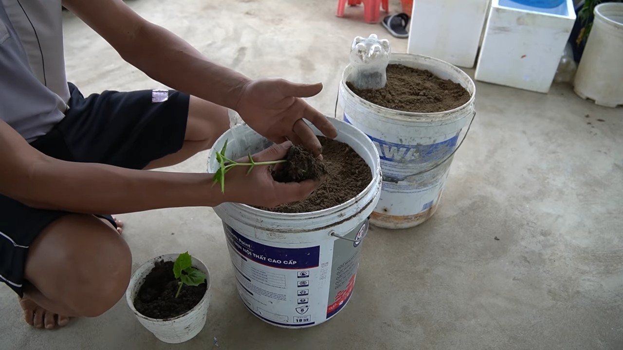 Bitter melon container gardening