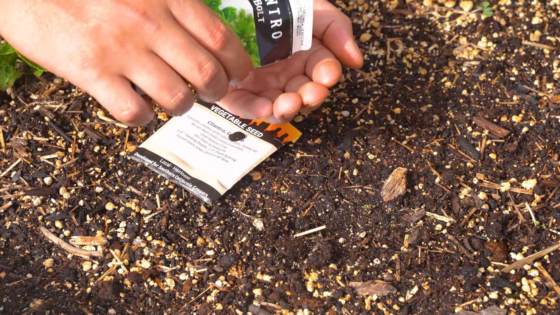 Prevent Cilantro Bolting