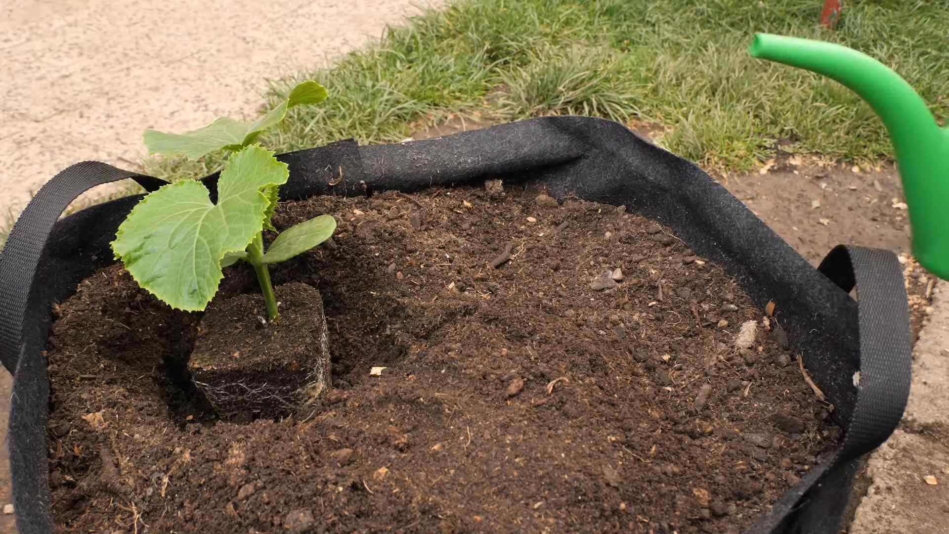 Grow Cucumbers at Home