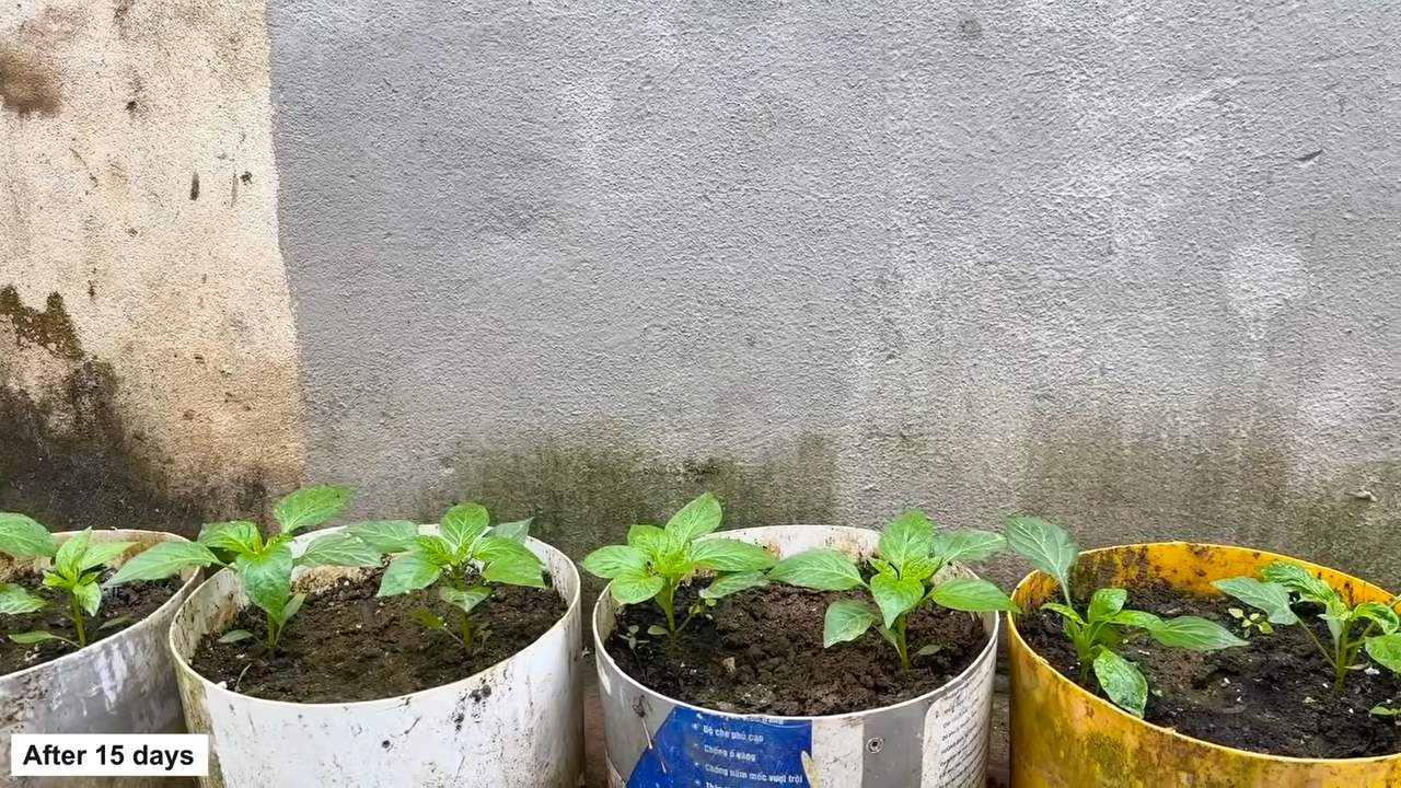 Bell Pepper Growing at Home