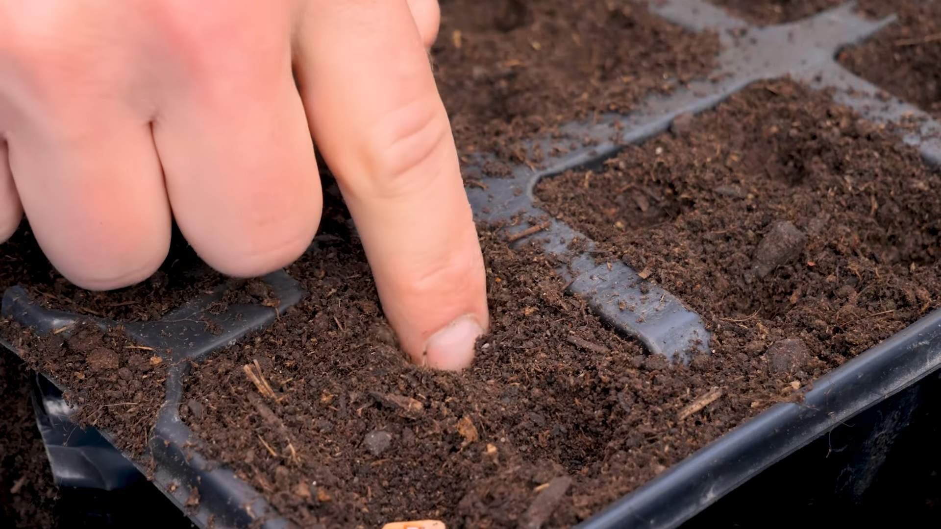 Growing Bush Beans in Pots