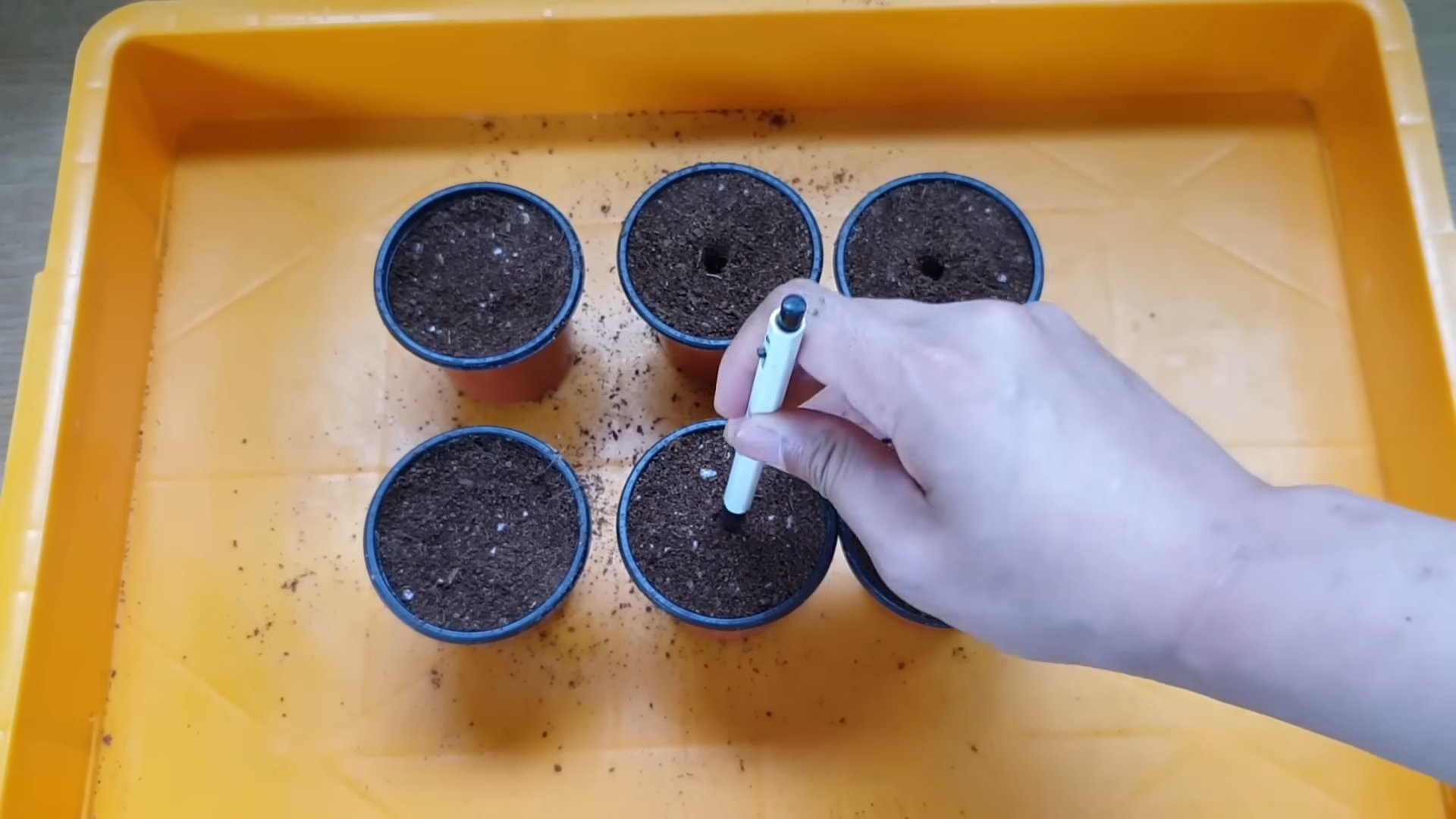 Lemon Tree From Seed