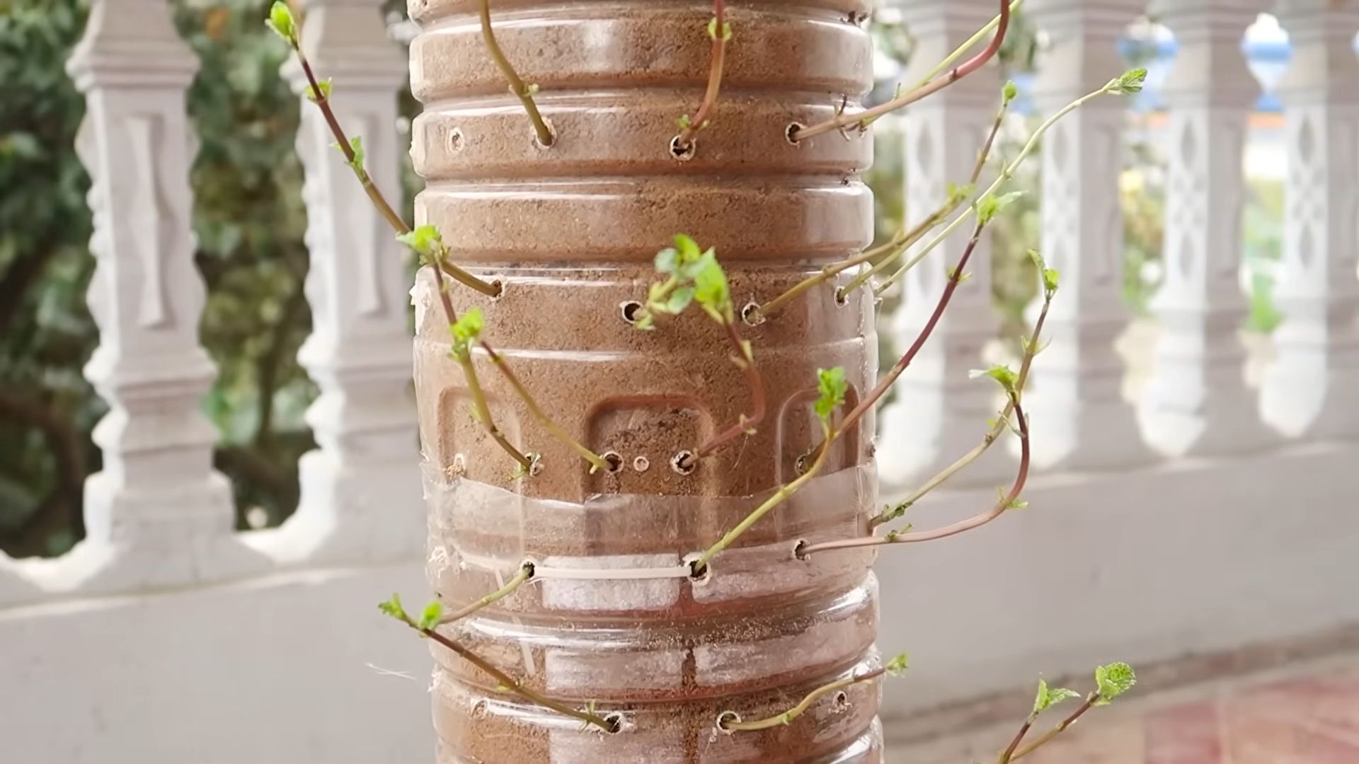 Hanging pot mint growing
