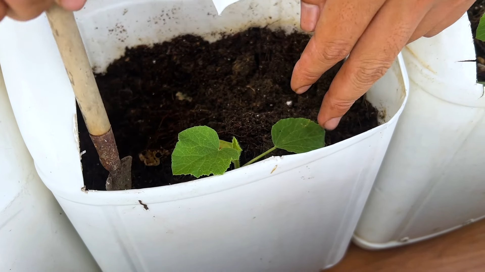 Easy Melon Growing Tips