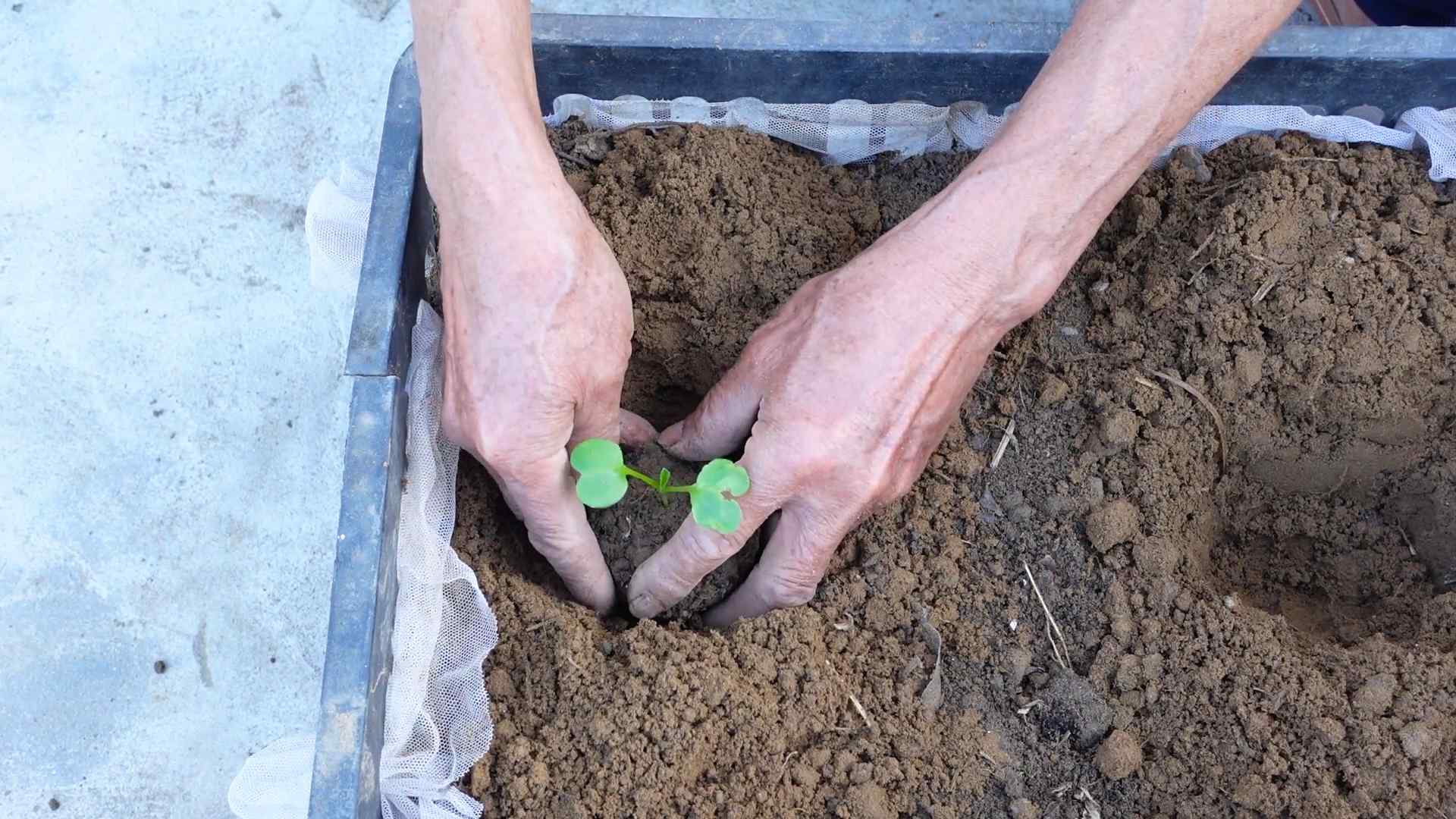 Growing Radishes Small Spaces