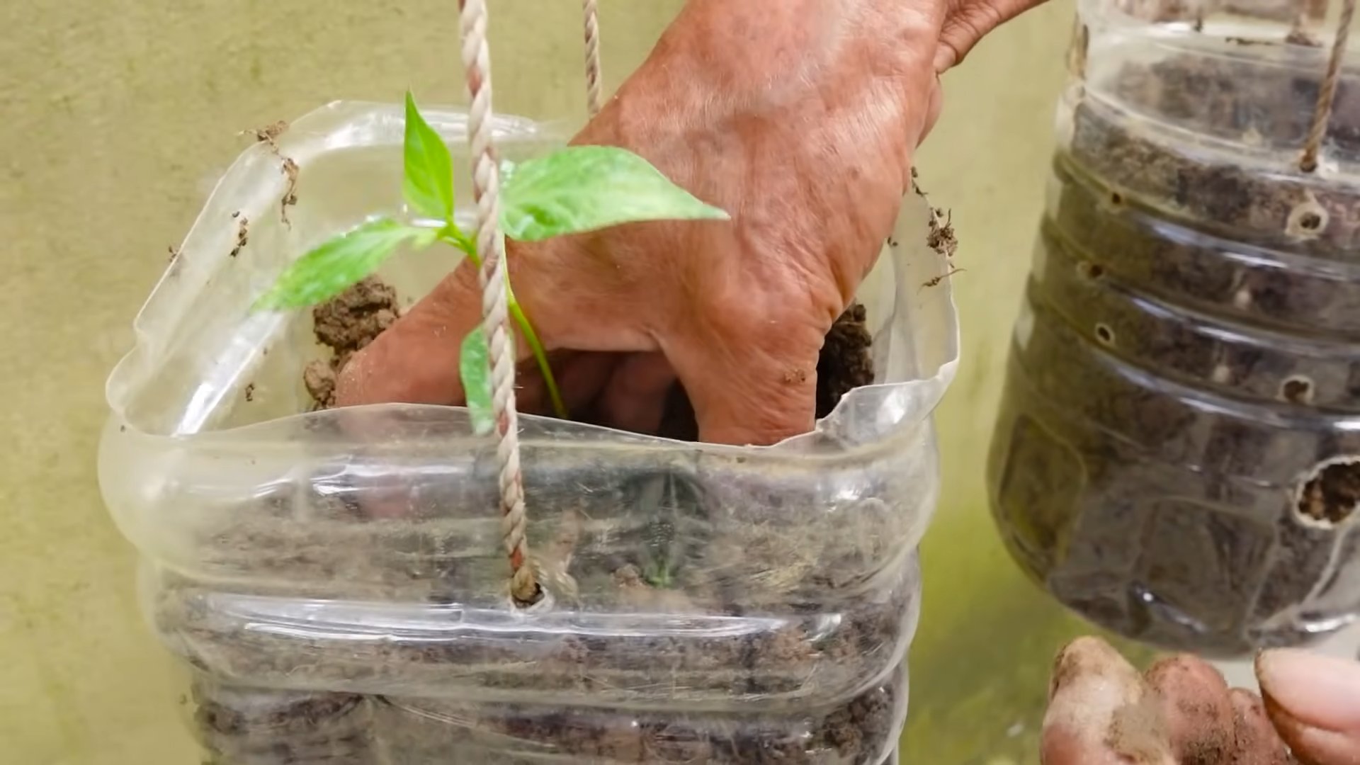 Growing Chili Peppers
