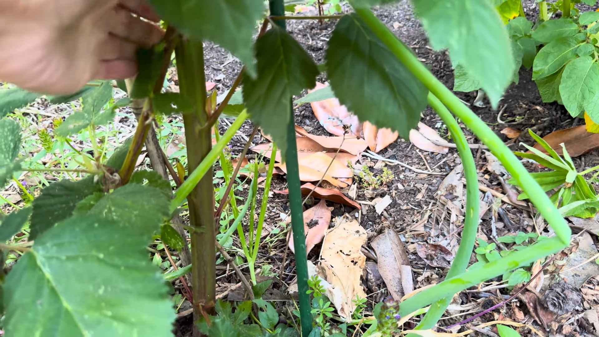 Honeyberry Garden Walk DIY