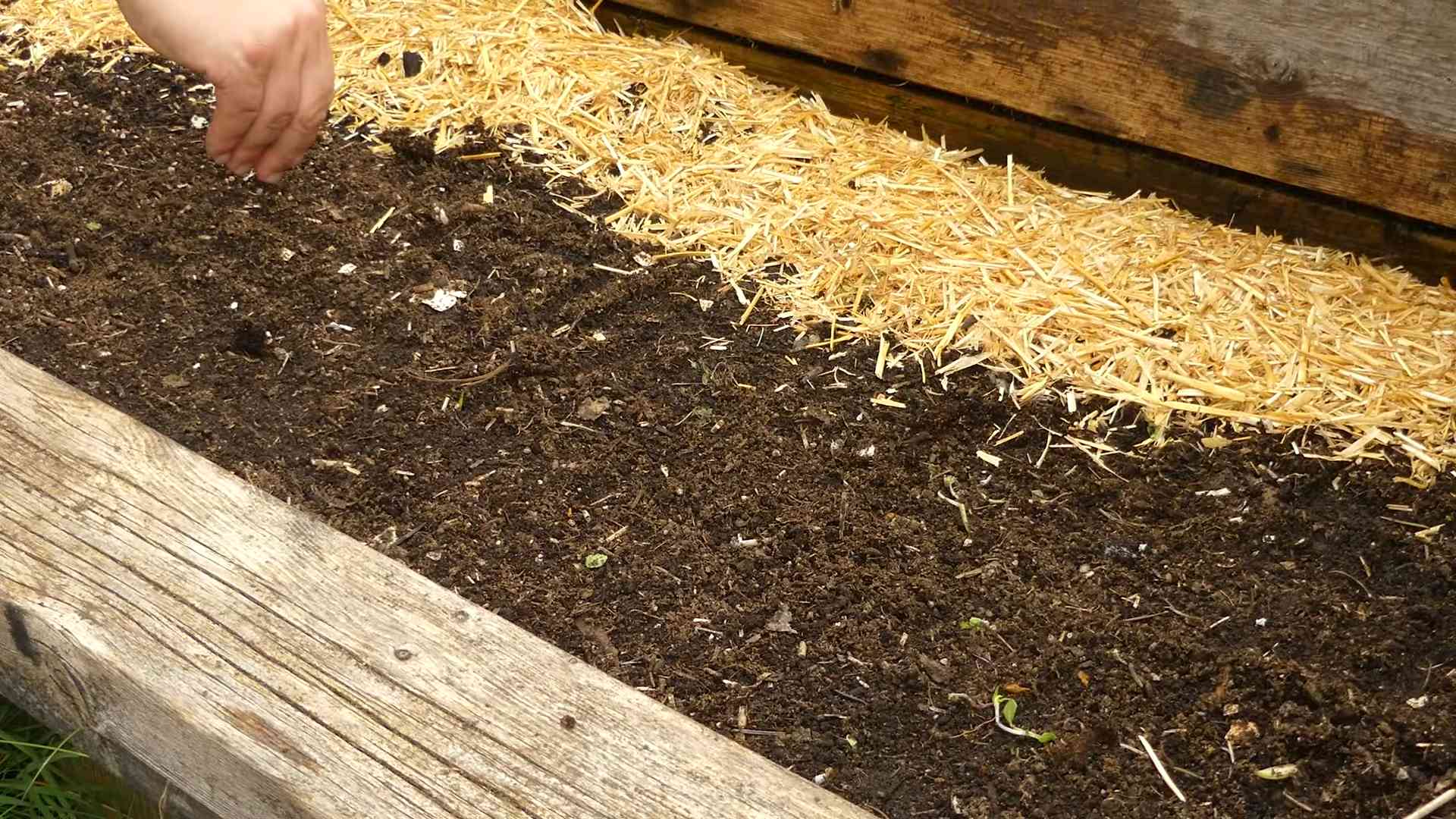 Grow Crunchy Radishes Home
