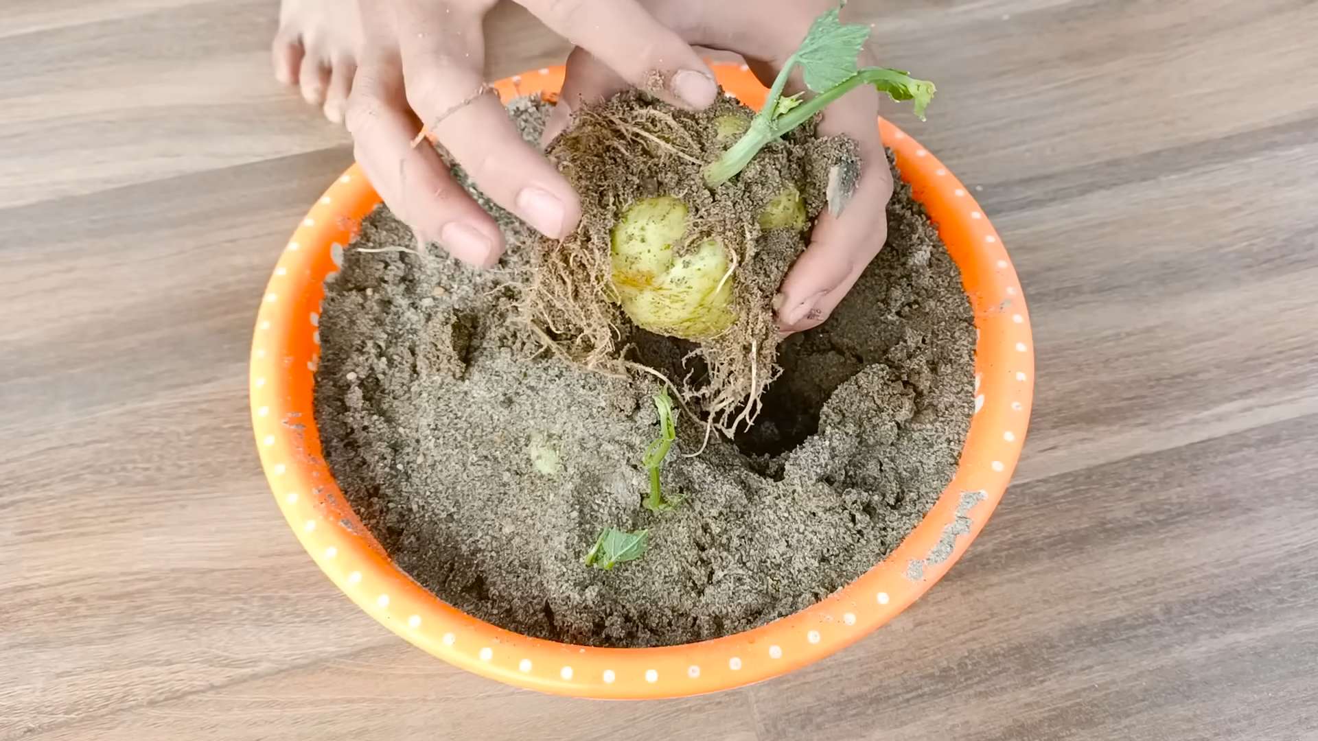 Rooftop gardening with chayote
