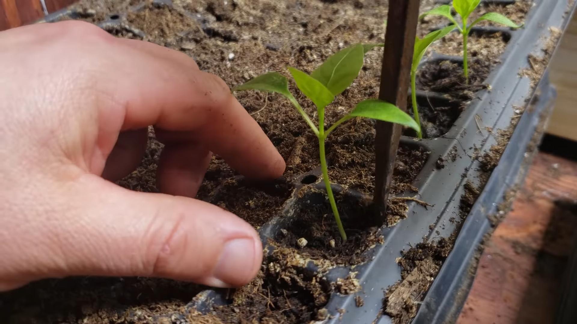 Grow Peppers at Home