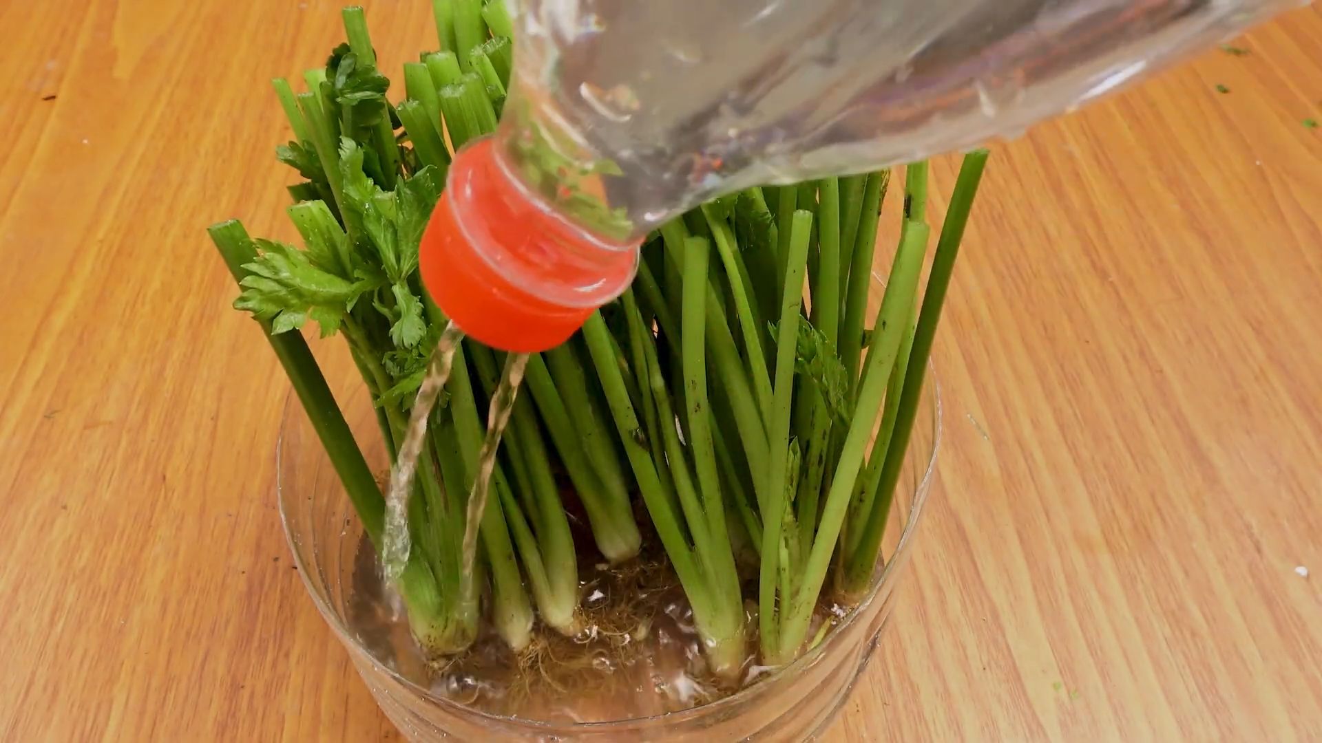 Regrow celery from scraps