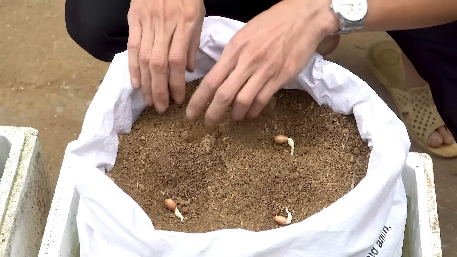 Storing peanuts properly