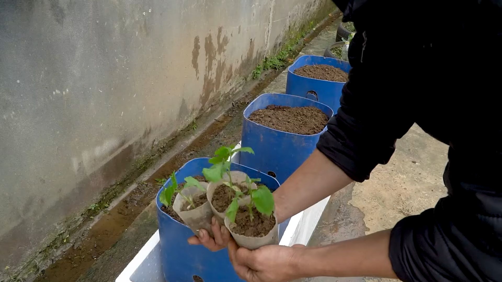 Bitter Gourd Urban Gardening Hacks