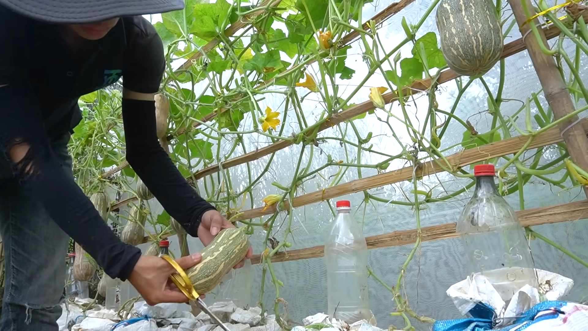 Grow Butternut Squash