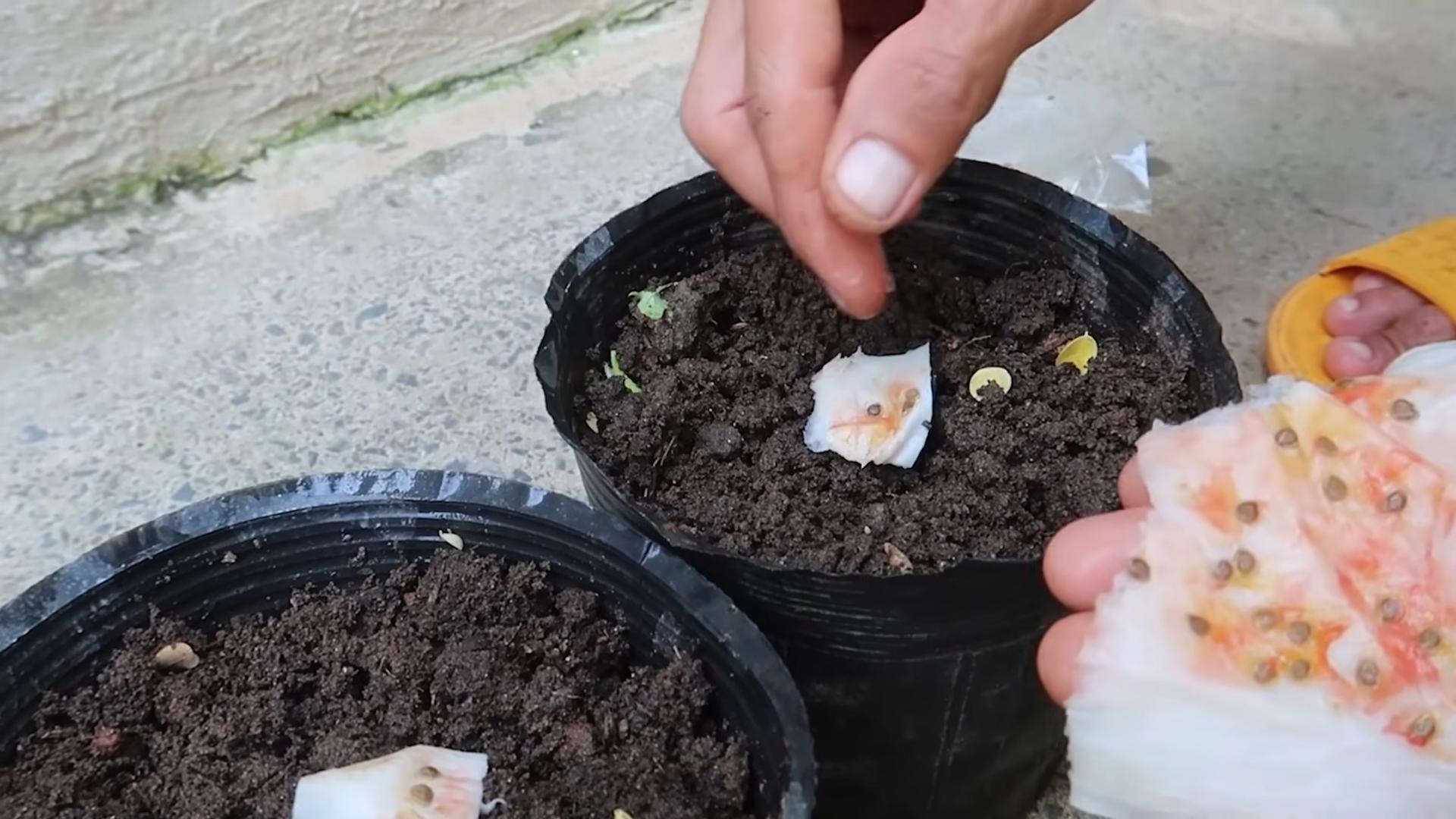 Indoor Tomato Growing Tips