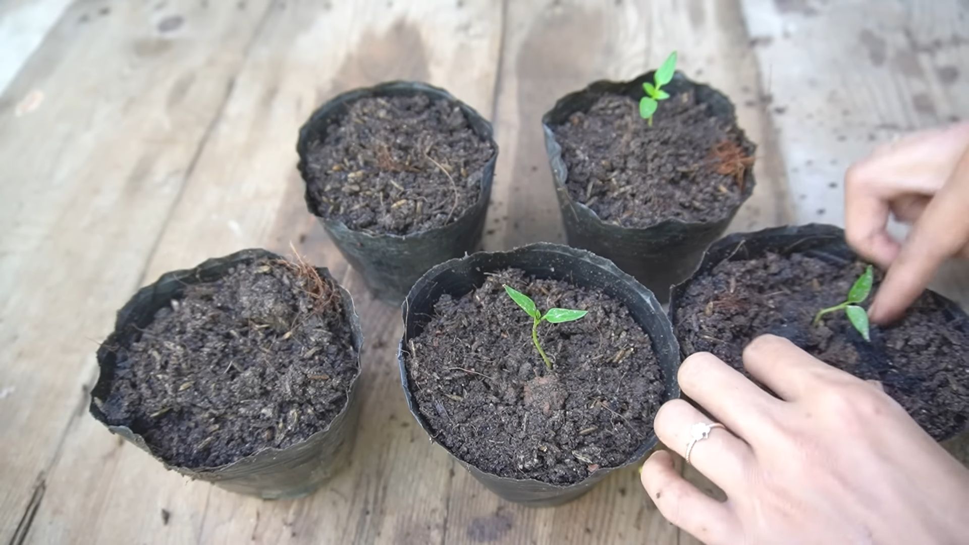 Purple Sweet Pepper Growing