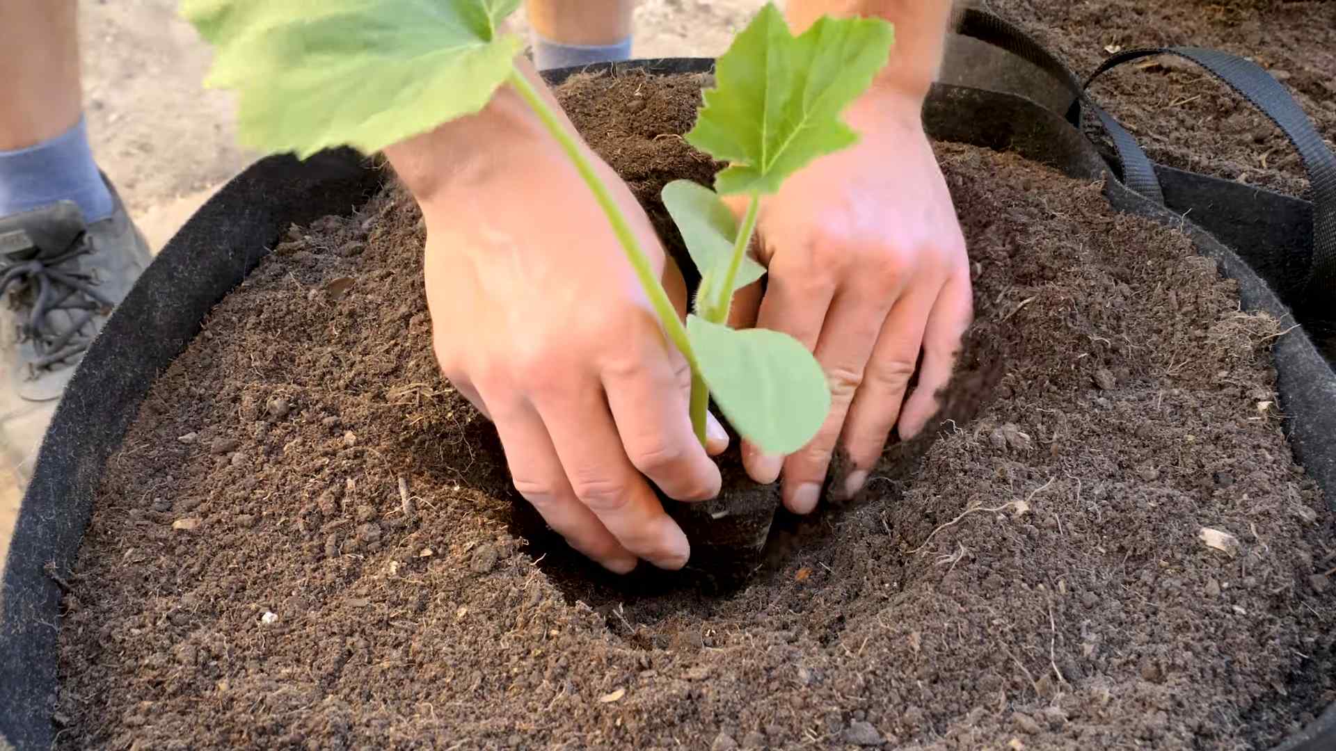 Container Gardening Summer Squash