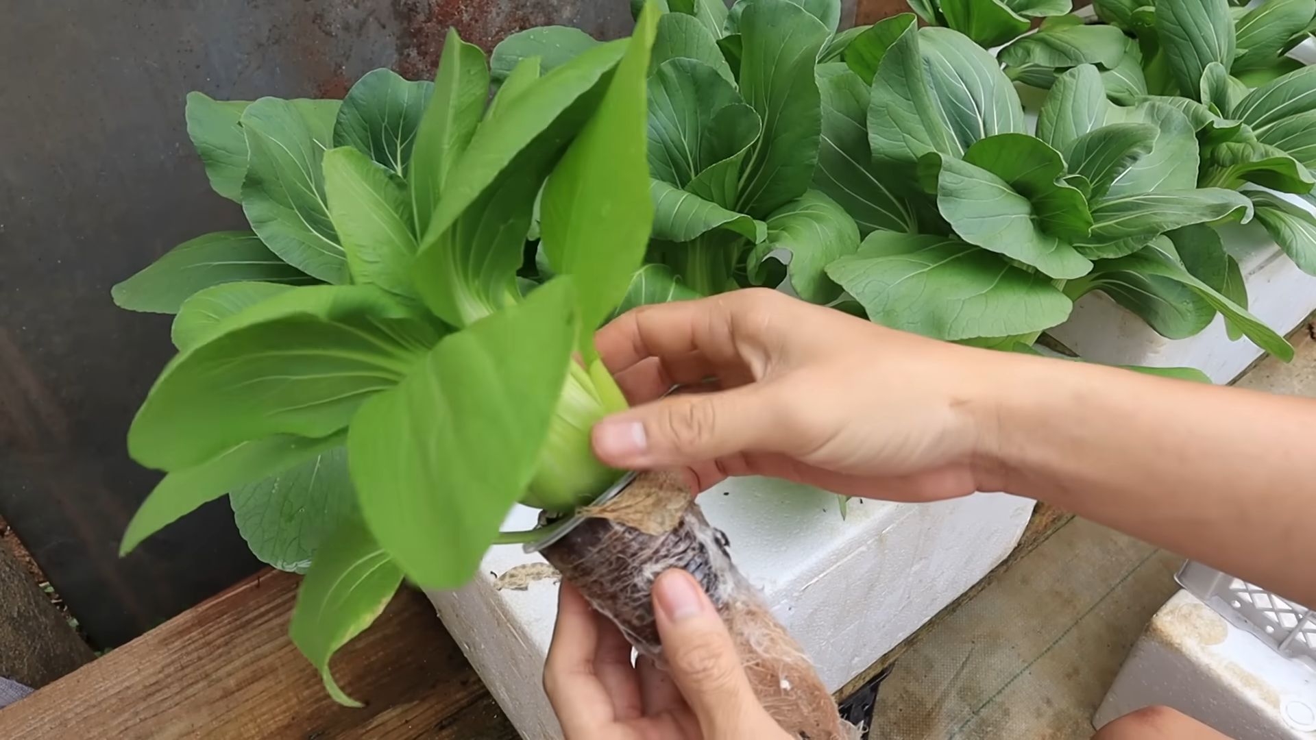 Hydroponic Vegetable Garden DIY