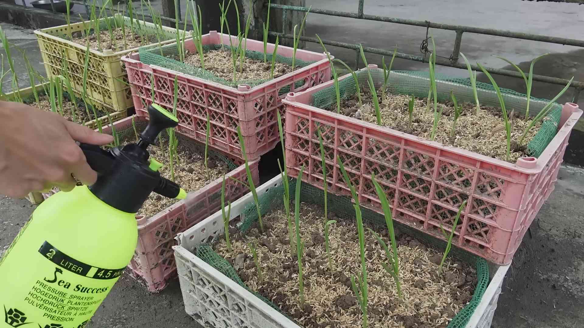 Growing Garlic in Water