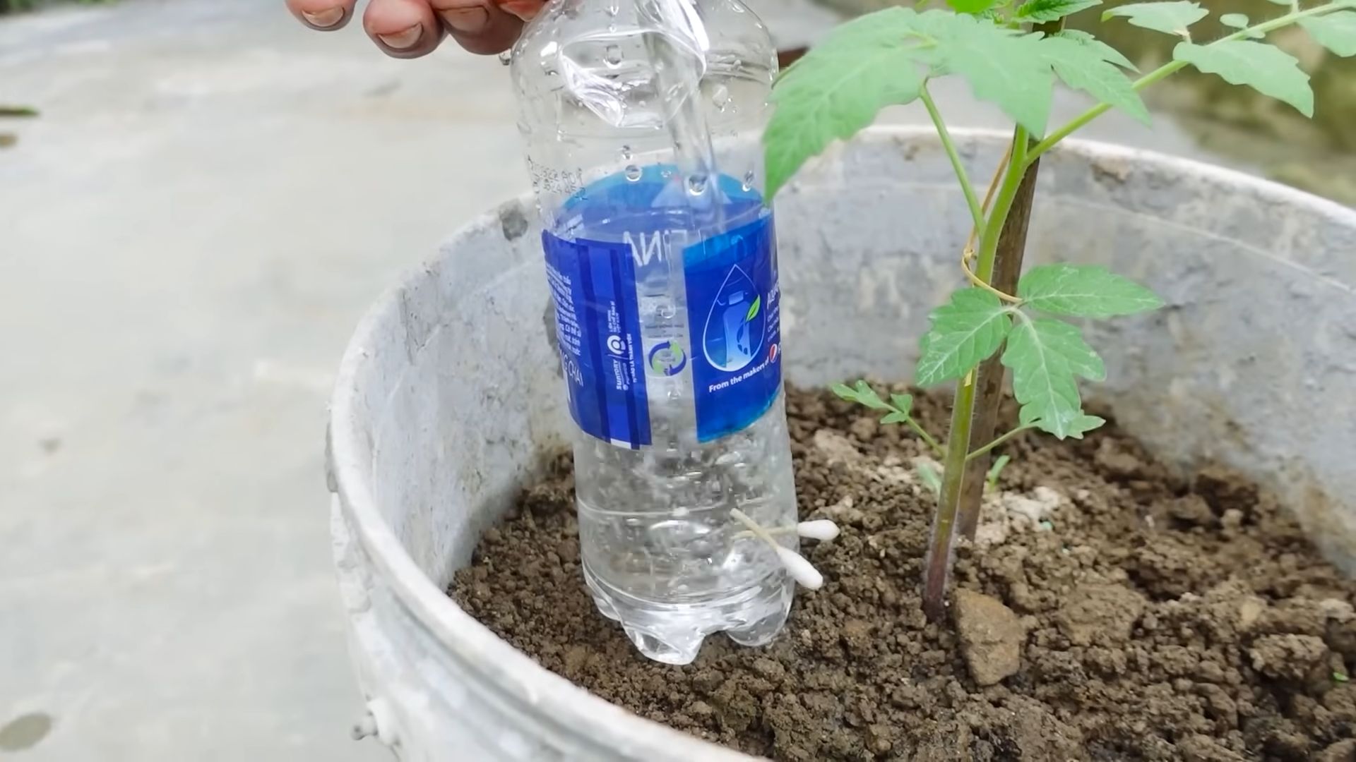 Grape Tomato Gardening Beginners