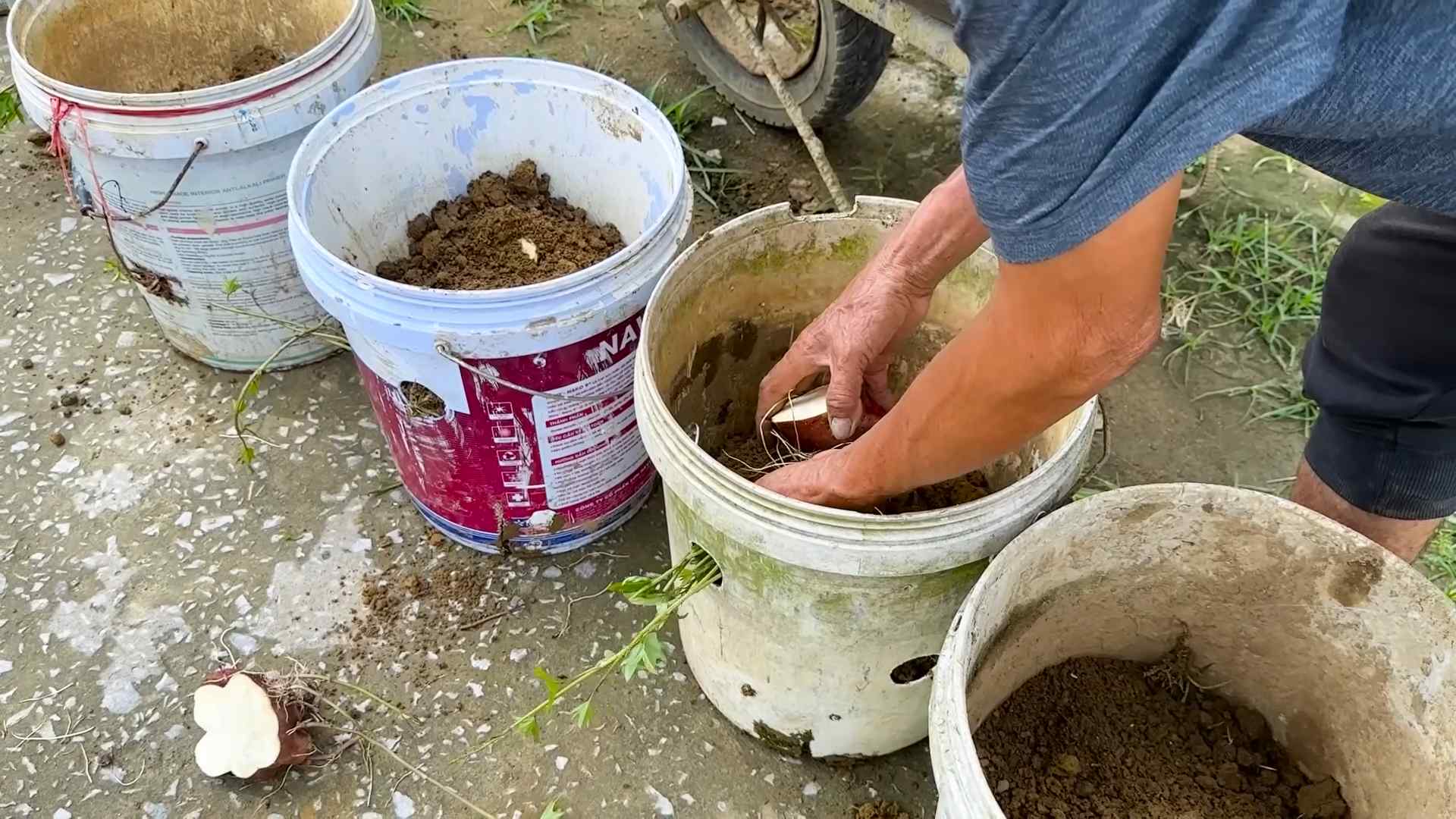 Growing Sweet Potatoes Beginners