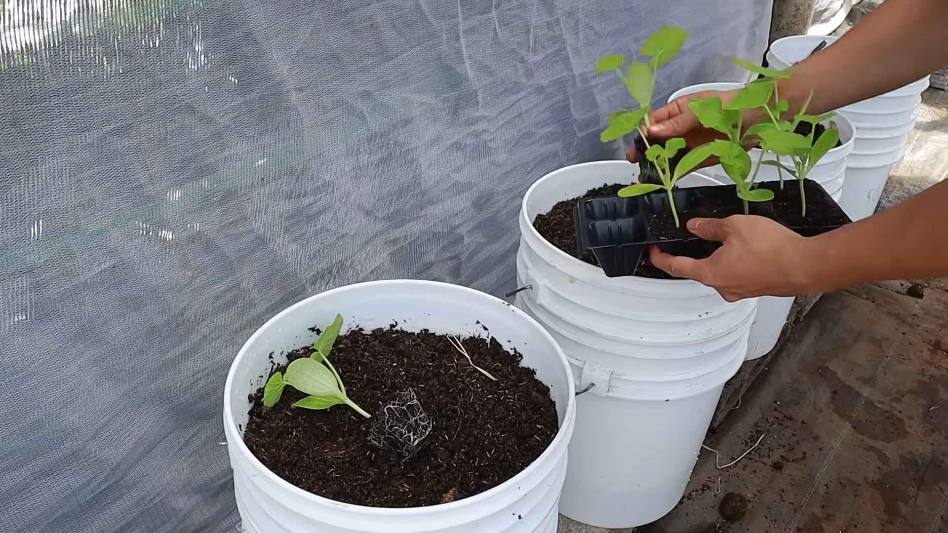 Zucchini Growing Tips