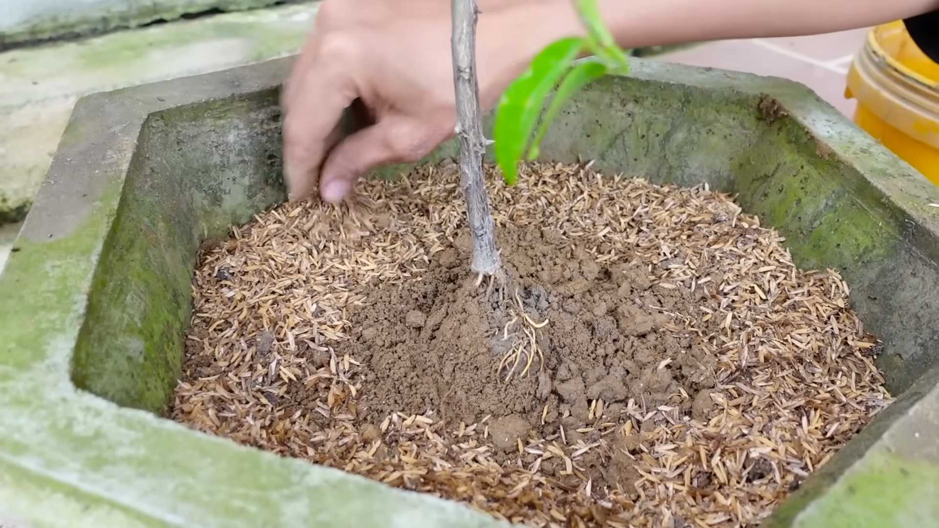 Kalamansi Container Growing Easy