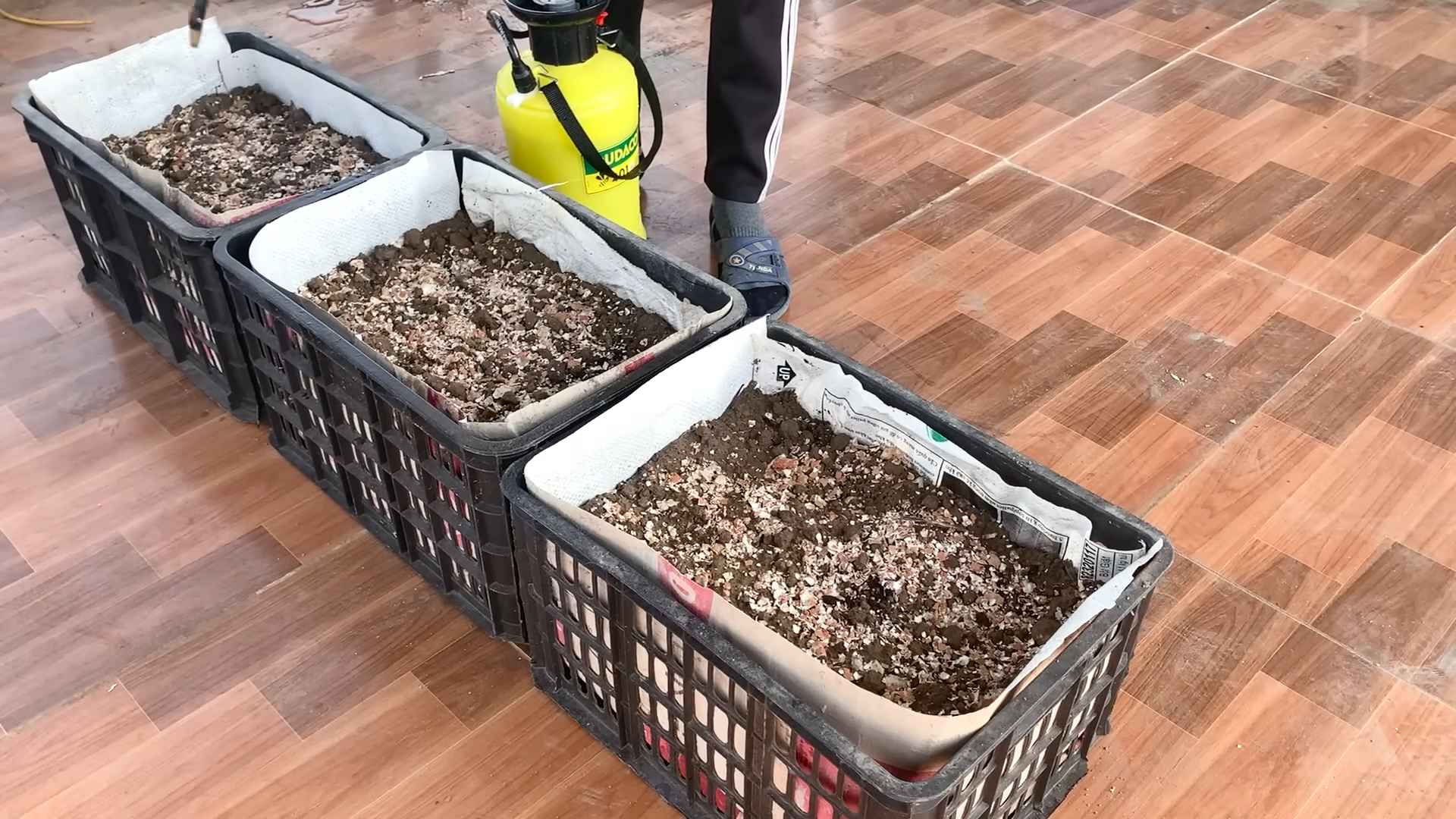 Terrace Asparagus Growing Tips