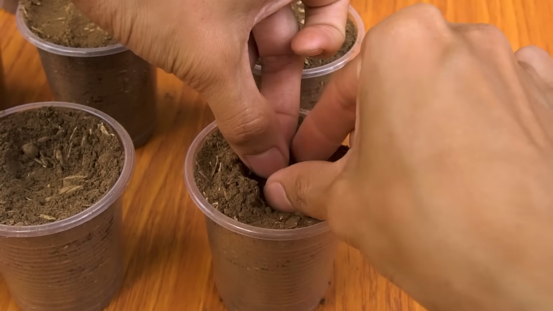 Vertical Watermelon Growing Guide
