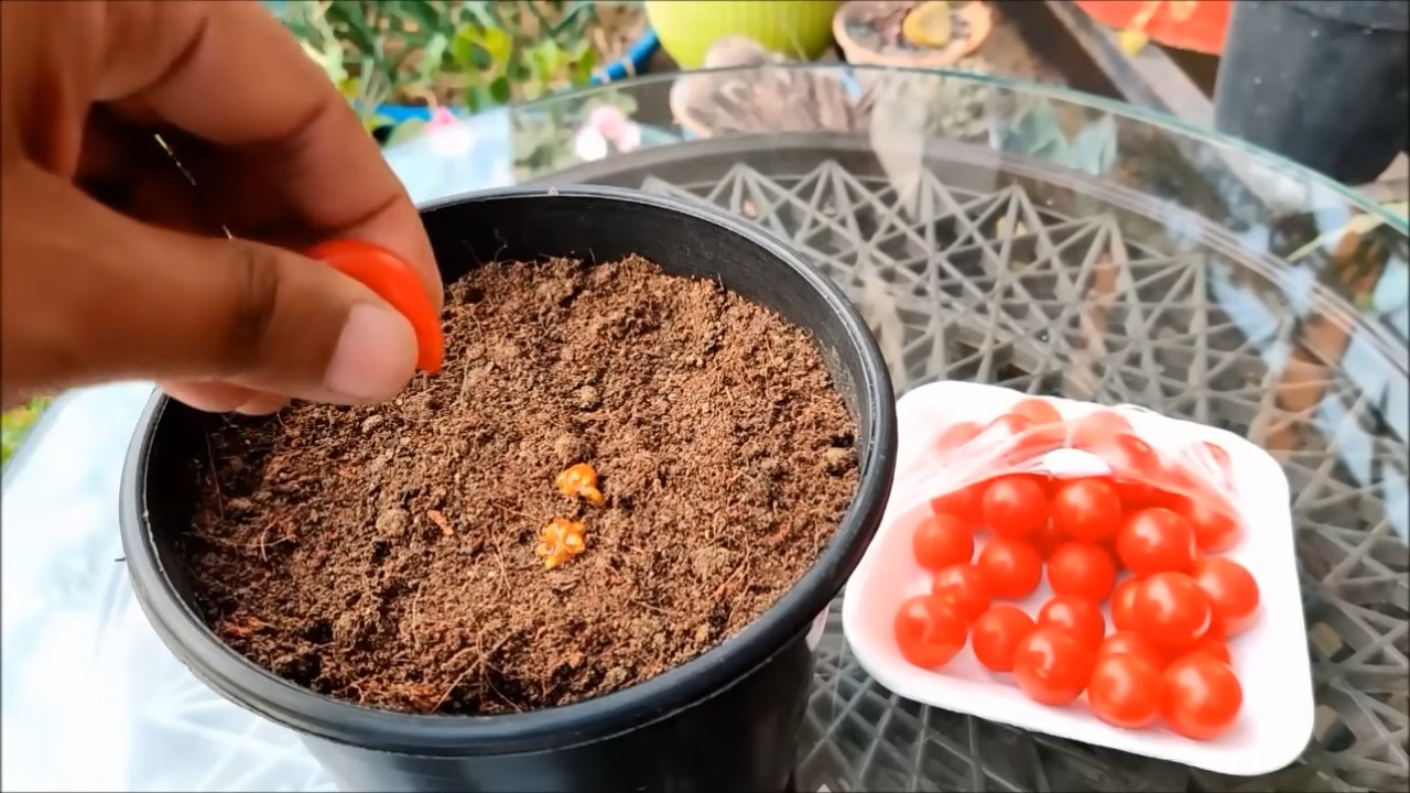 Grow Cherry Tomatoes