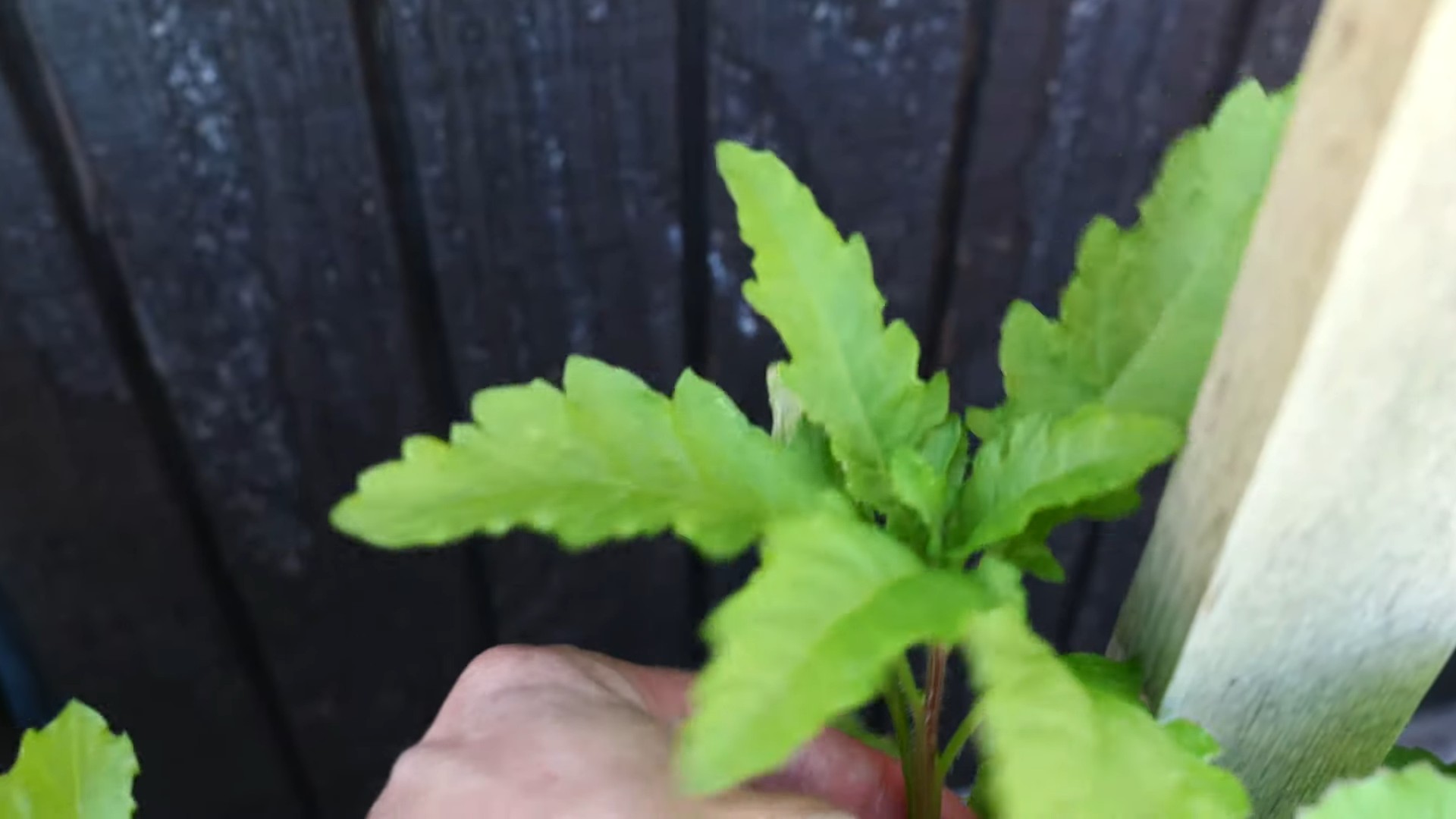 Grow Epazote Indoors Easily
