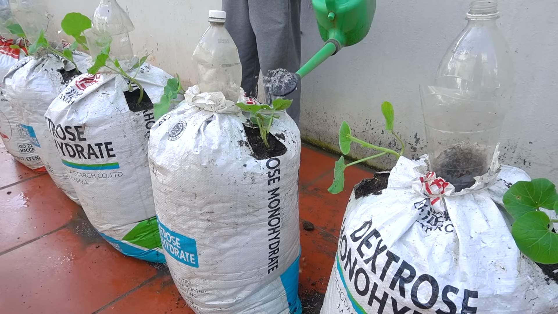 Grow gourds at home