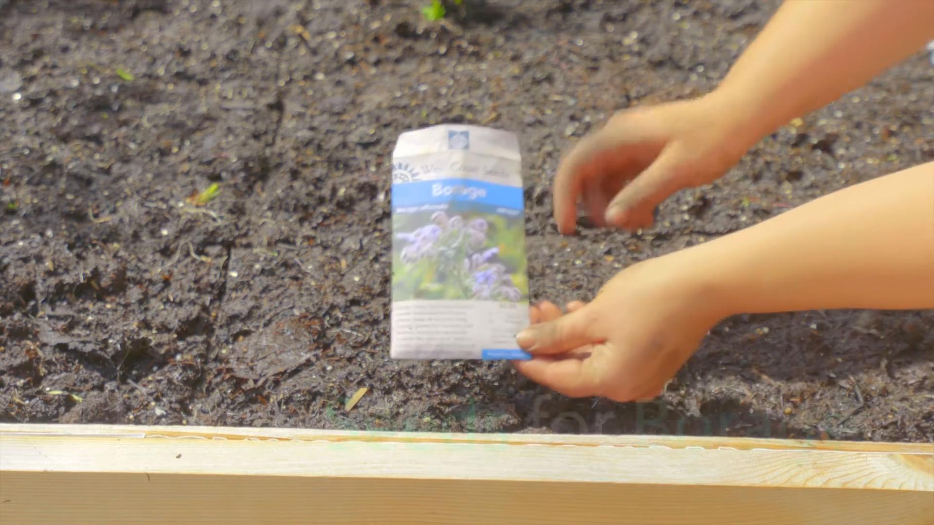 Growing Borage for Beginners