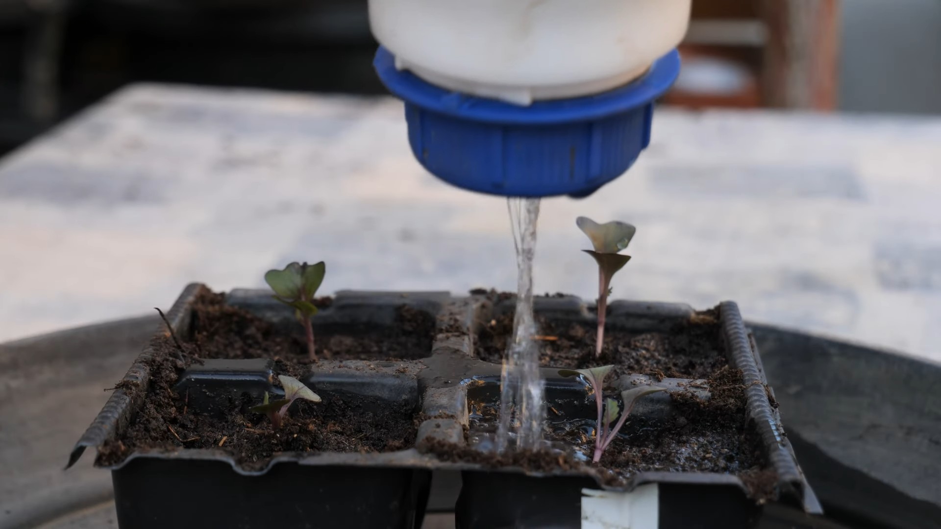 Growing Red Cabbage