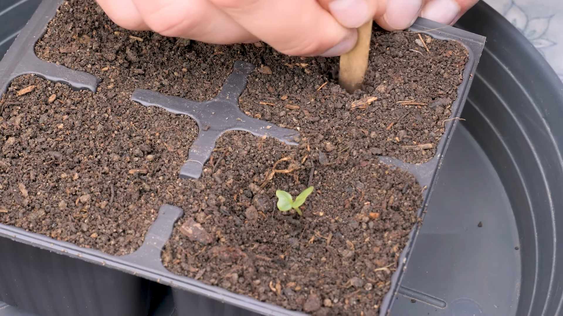Growing Romanesco Cauliflower