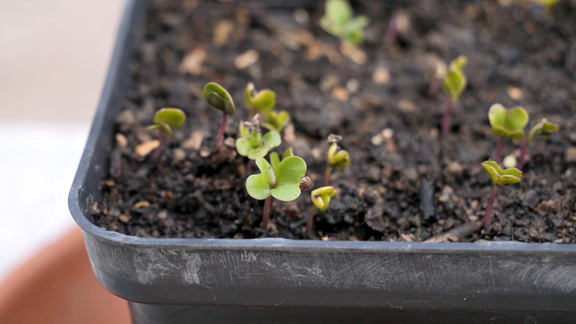 Grow Large Rutabagas