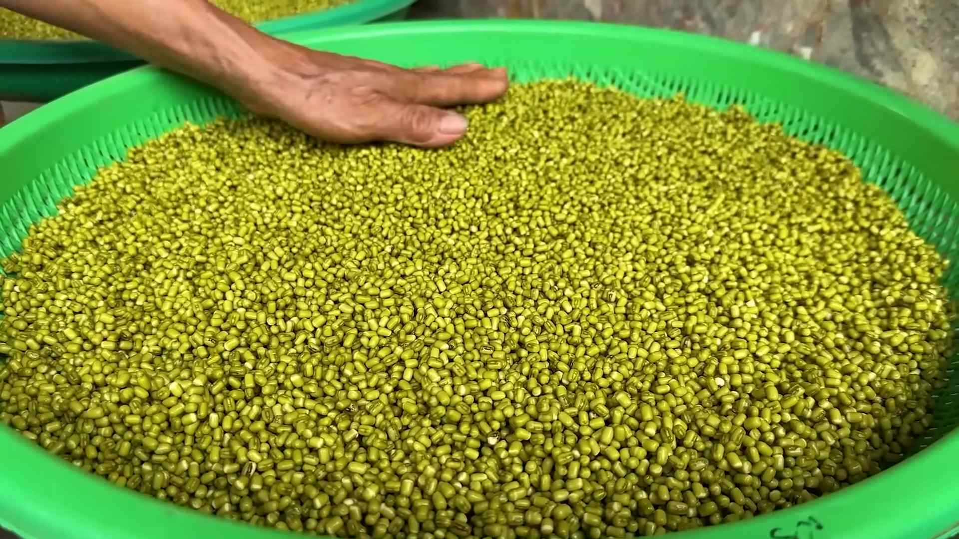 Grow bean sprouts container