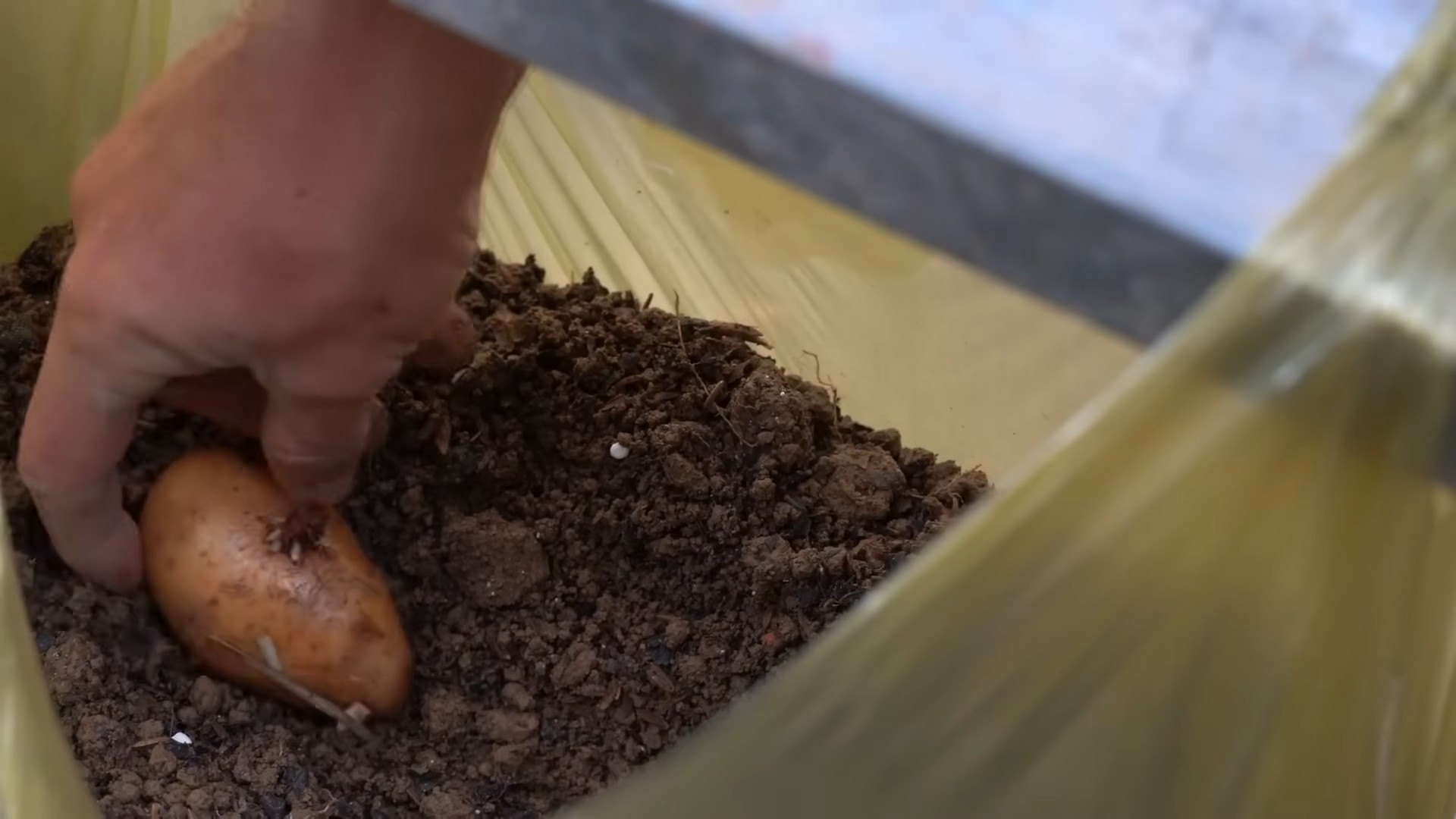 Planting Potatoes in Bags
