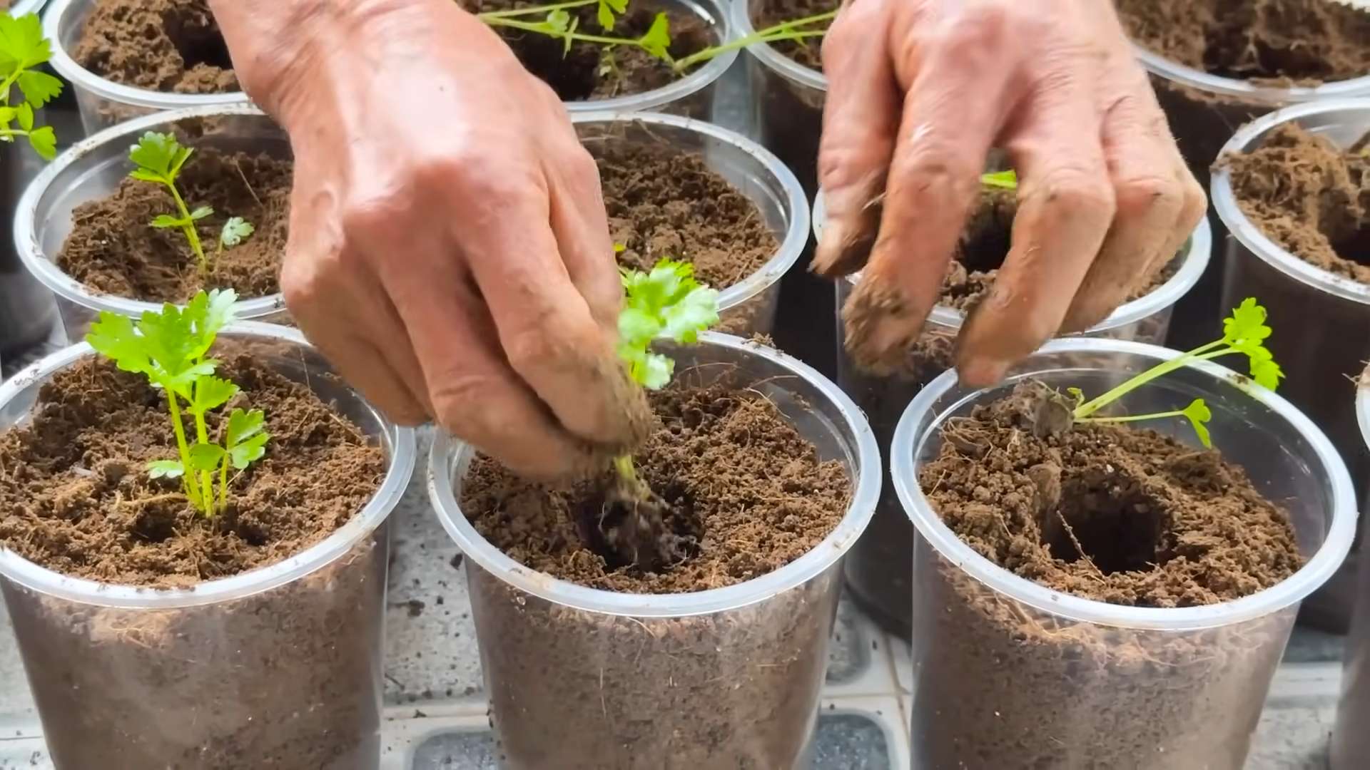 Growing Celery with Rocks