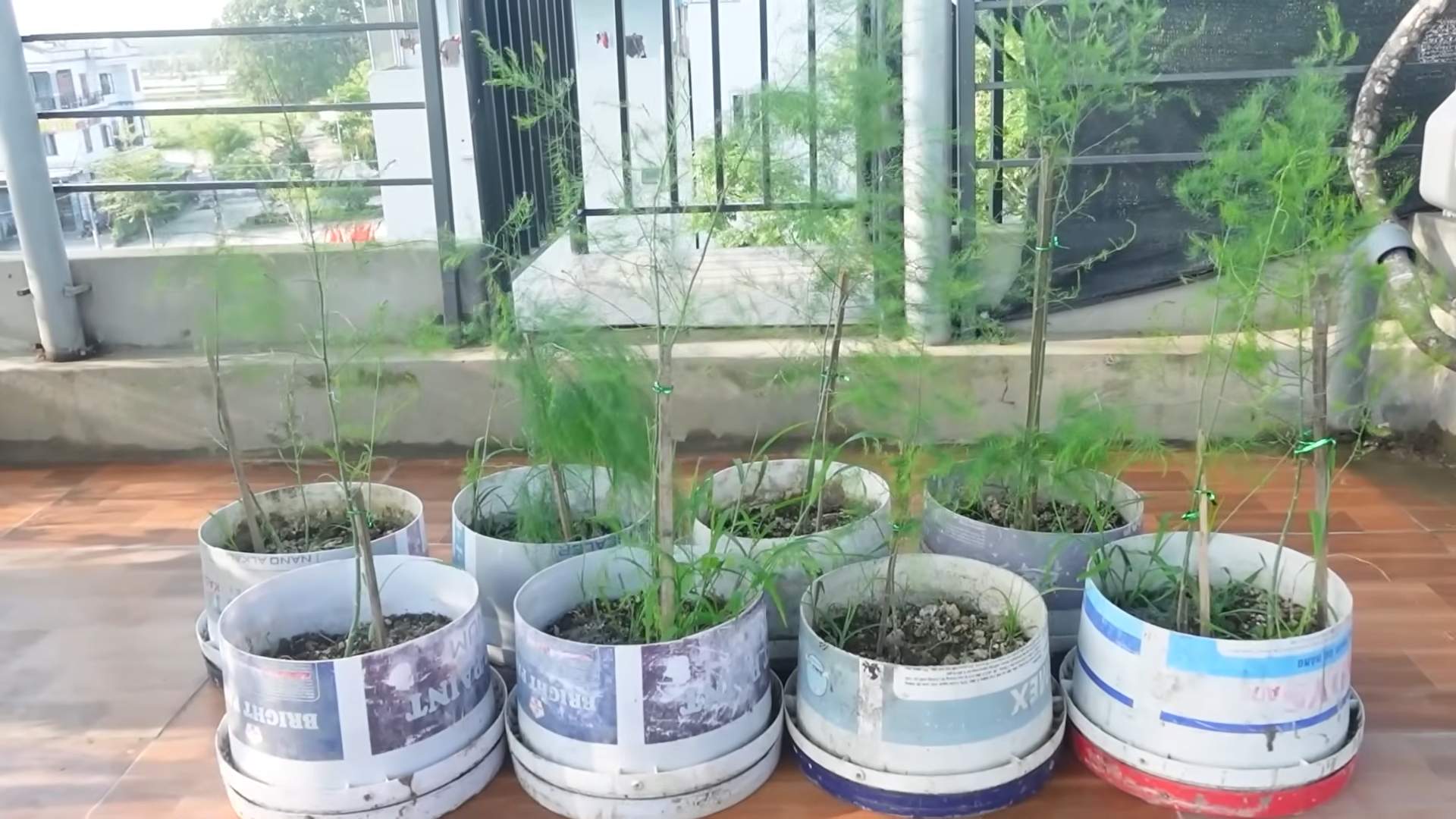 Growing Asparagus at Home