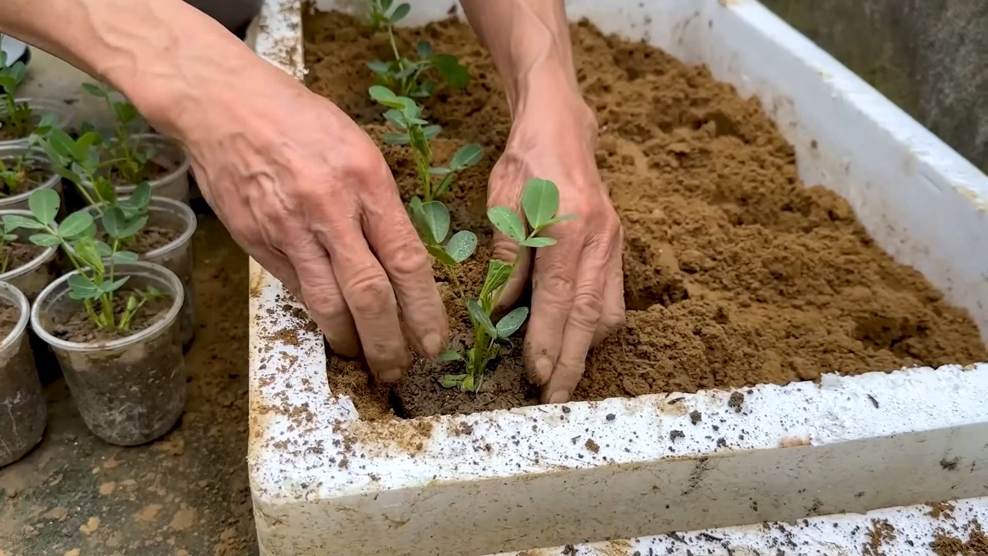 Year Round Zucchini Growing