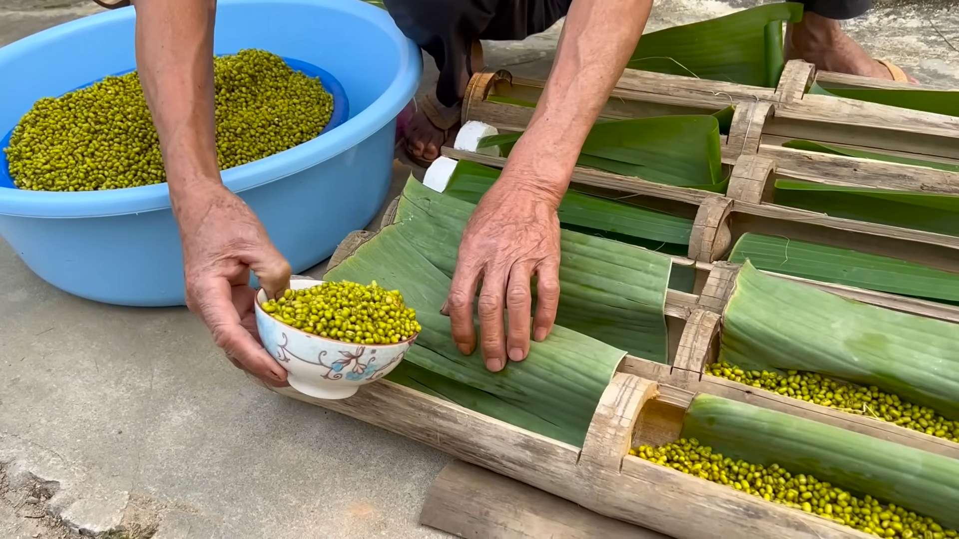 Grow Bean Sprouts Easily