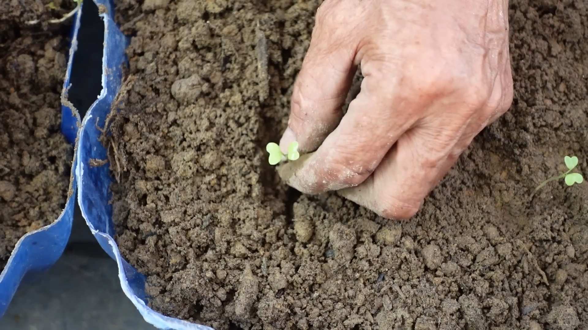 Home Bok Choy Planting