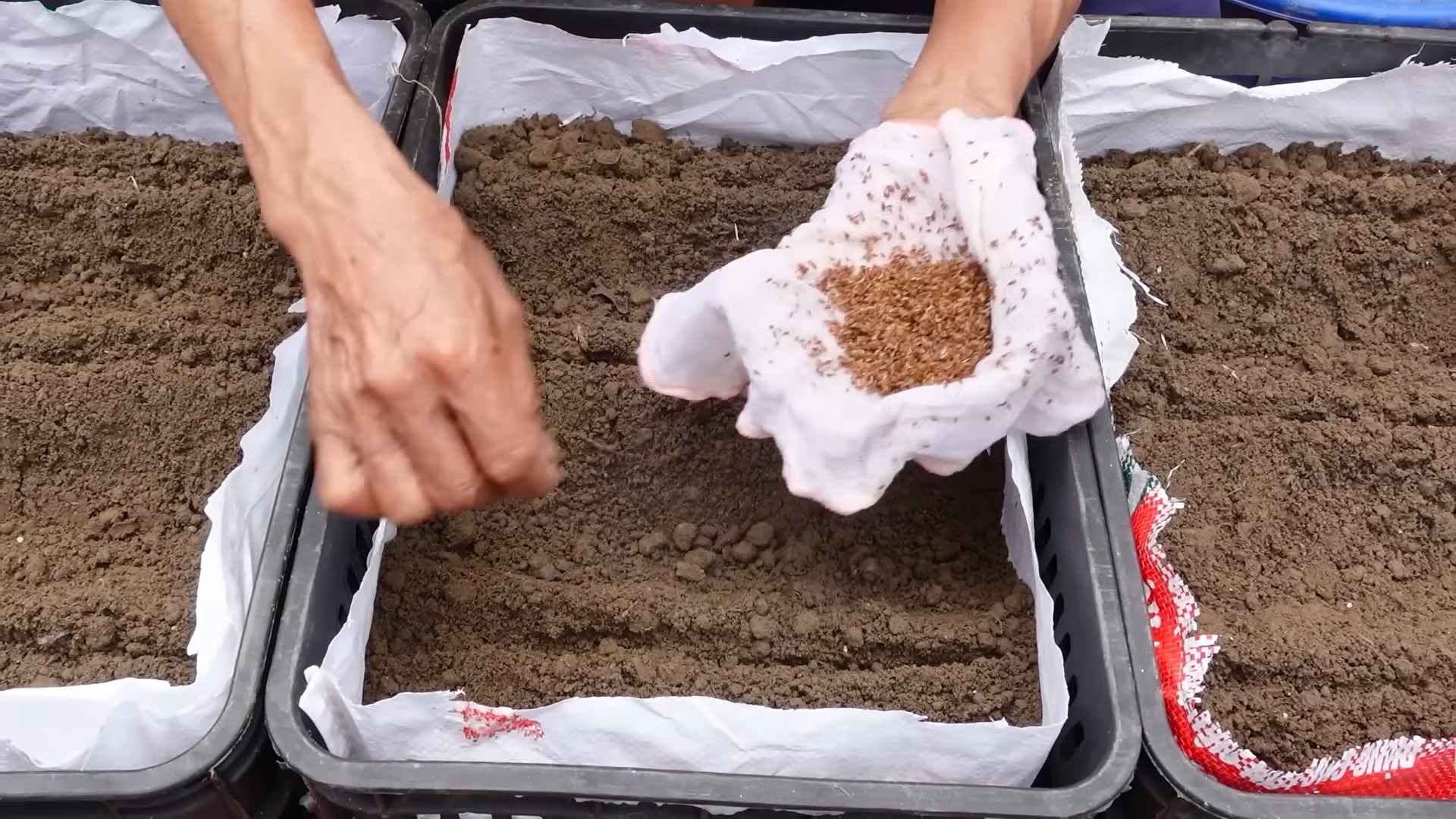 Growing Carrots at Home