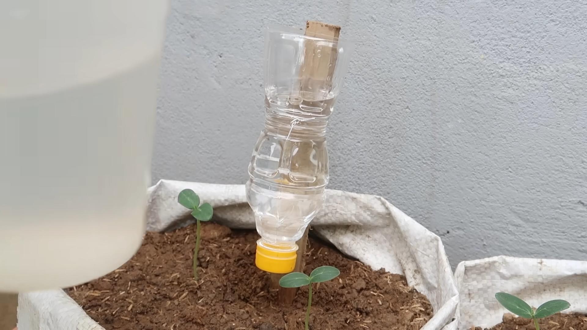 Grow Cucumbers Indoors Easily