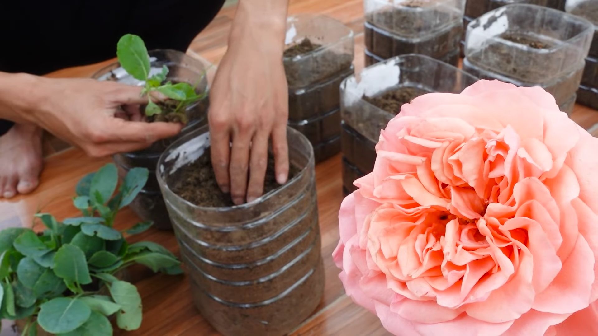 Grow broccoli at home